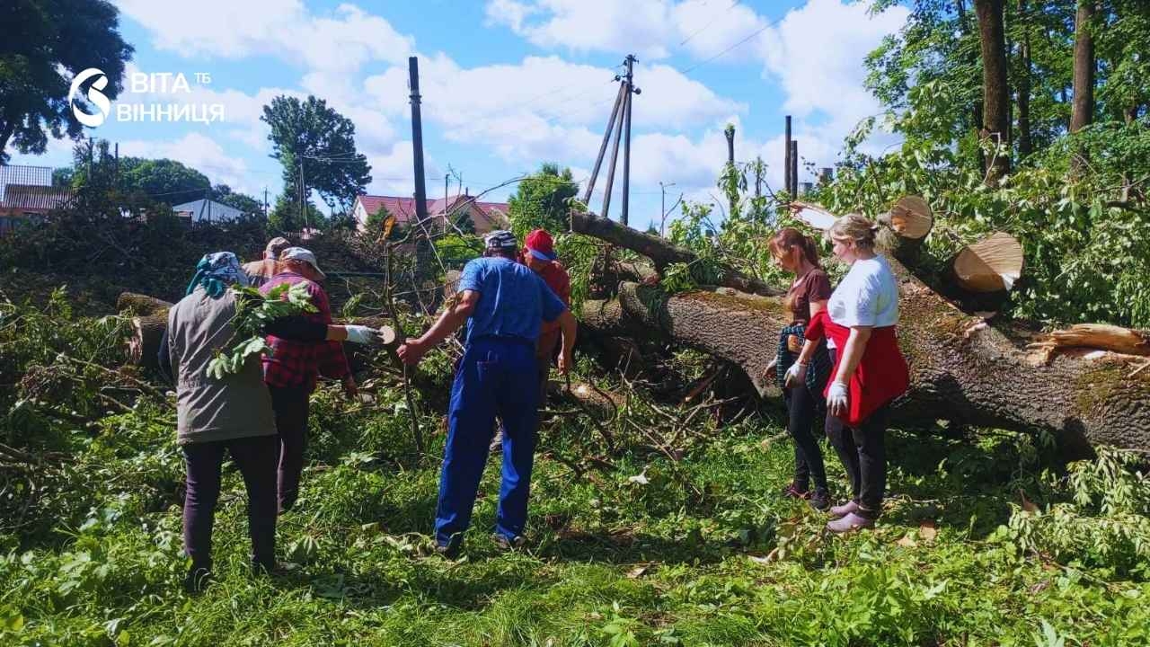 На Вінниччині зрізали аварійні дерева, а дрова віддадуть на опалення школи