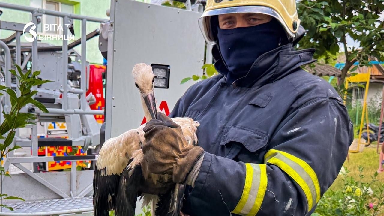 На Вінниччини двічі за один день рятували знесилених лелек