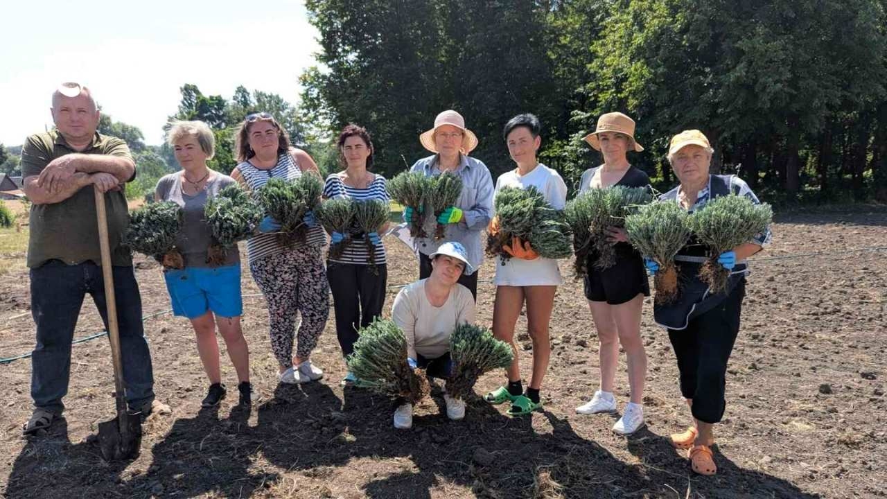 Під Вінницею висадили перші 650 саджанців лаванди для нової локації відпочинку