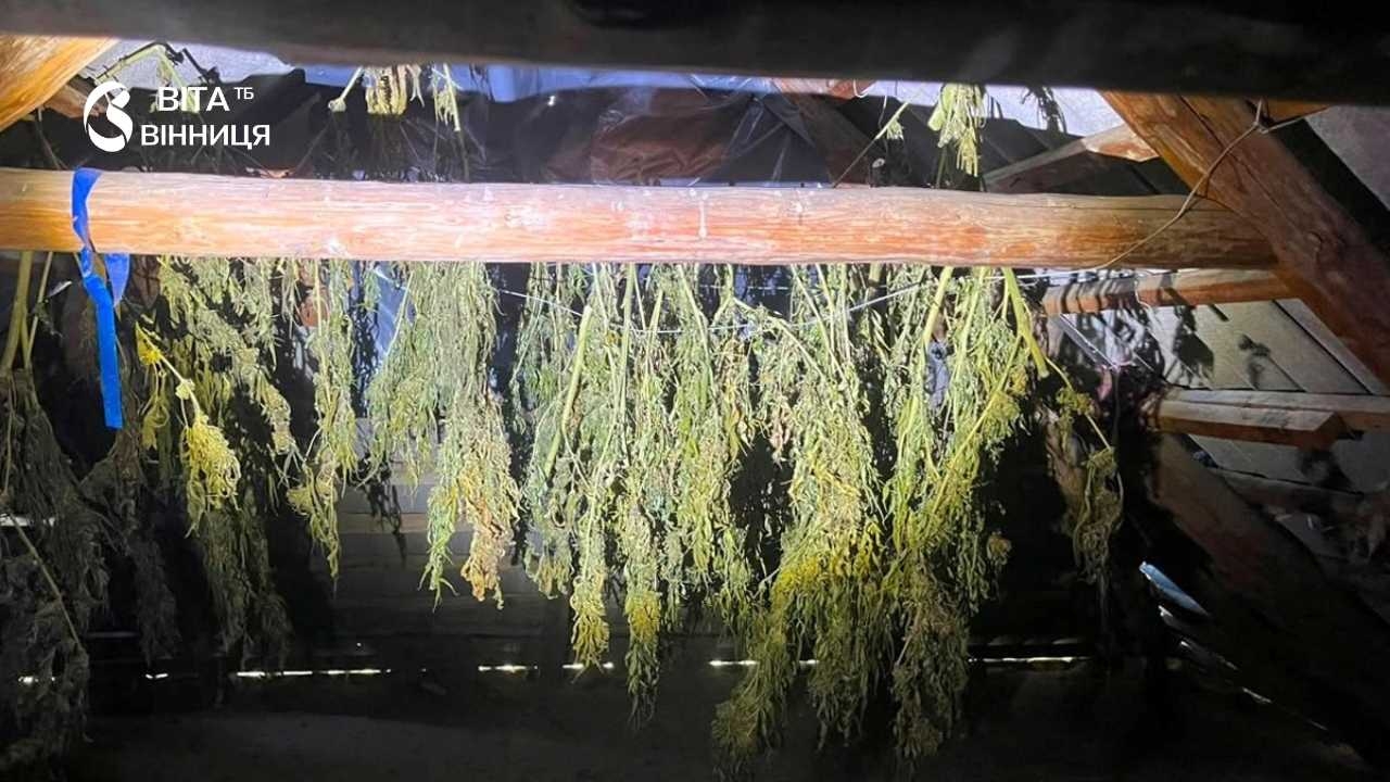 Плантація й понад 5 кілограмів канабісу вдома: на Вінниччині затримали 50-річного вирощувача конопель