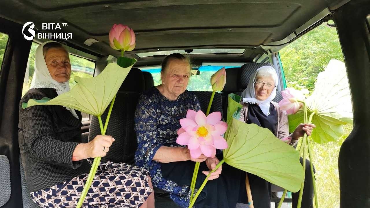 Рожеві лотоси розквітли на ставку за 100 км від Вінниці: як і коли в області прижились така екзотика