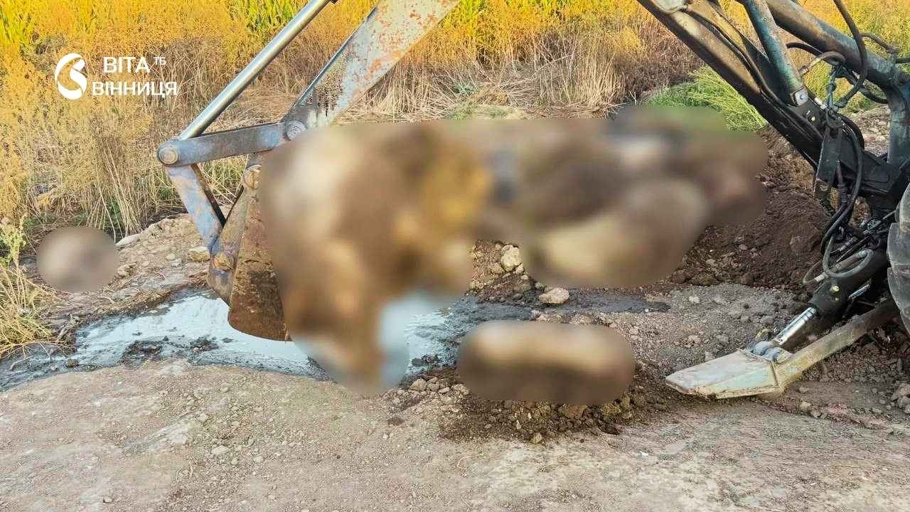 Слідство: директор вінницького фермерського господарства з 2024 року ховав загиблу худобу на полях