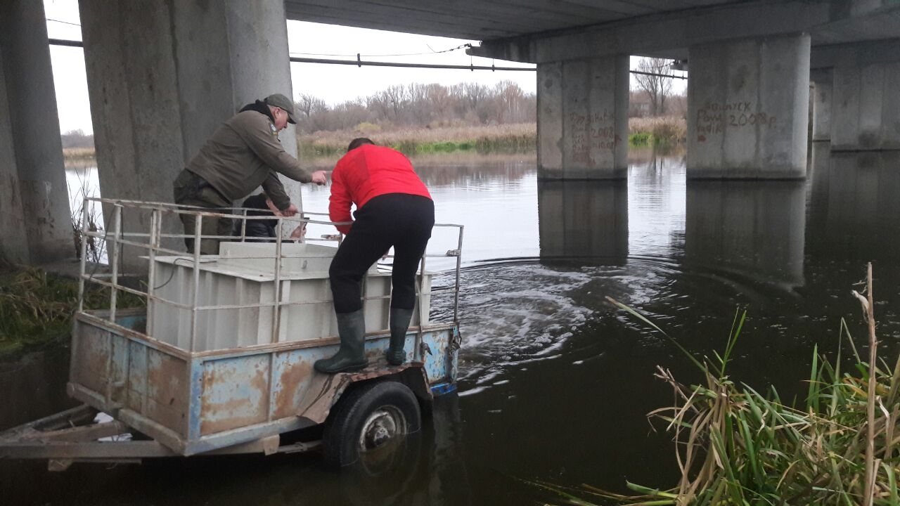 У Сутиське водосховище у Ворошилівці випустили ще понад тонну риби
