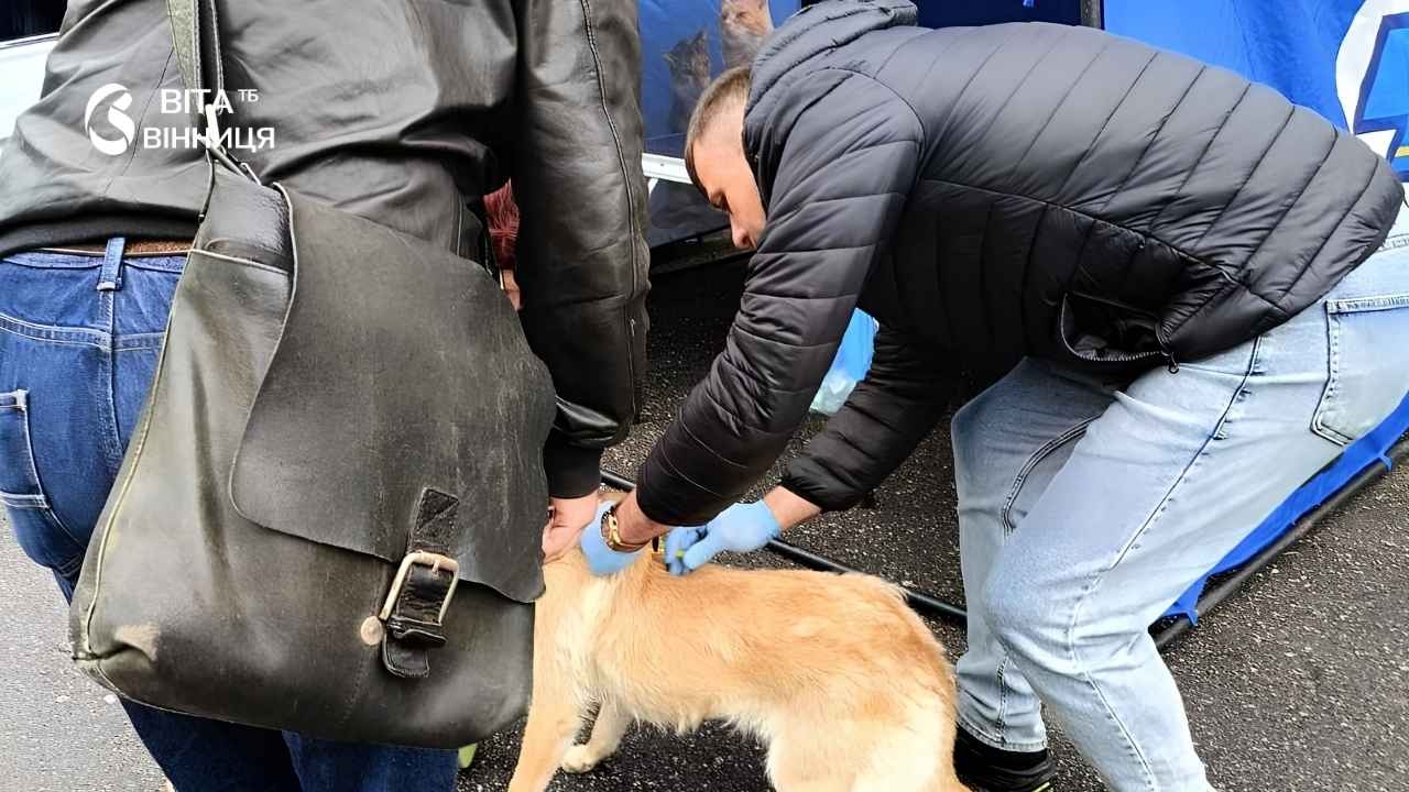 У Вінниці вакцинували від сказу вже понад 3400 тварин — і це ще не межа