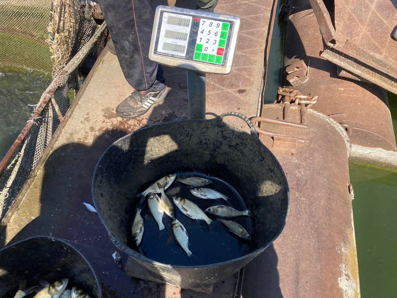 У водосховище в Степашках випустили майже 7 тис. кг риби | ВІТА