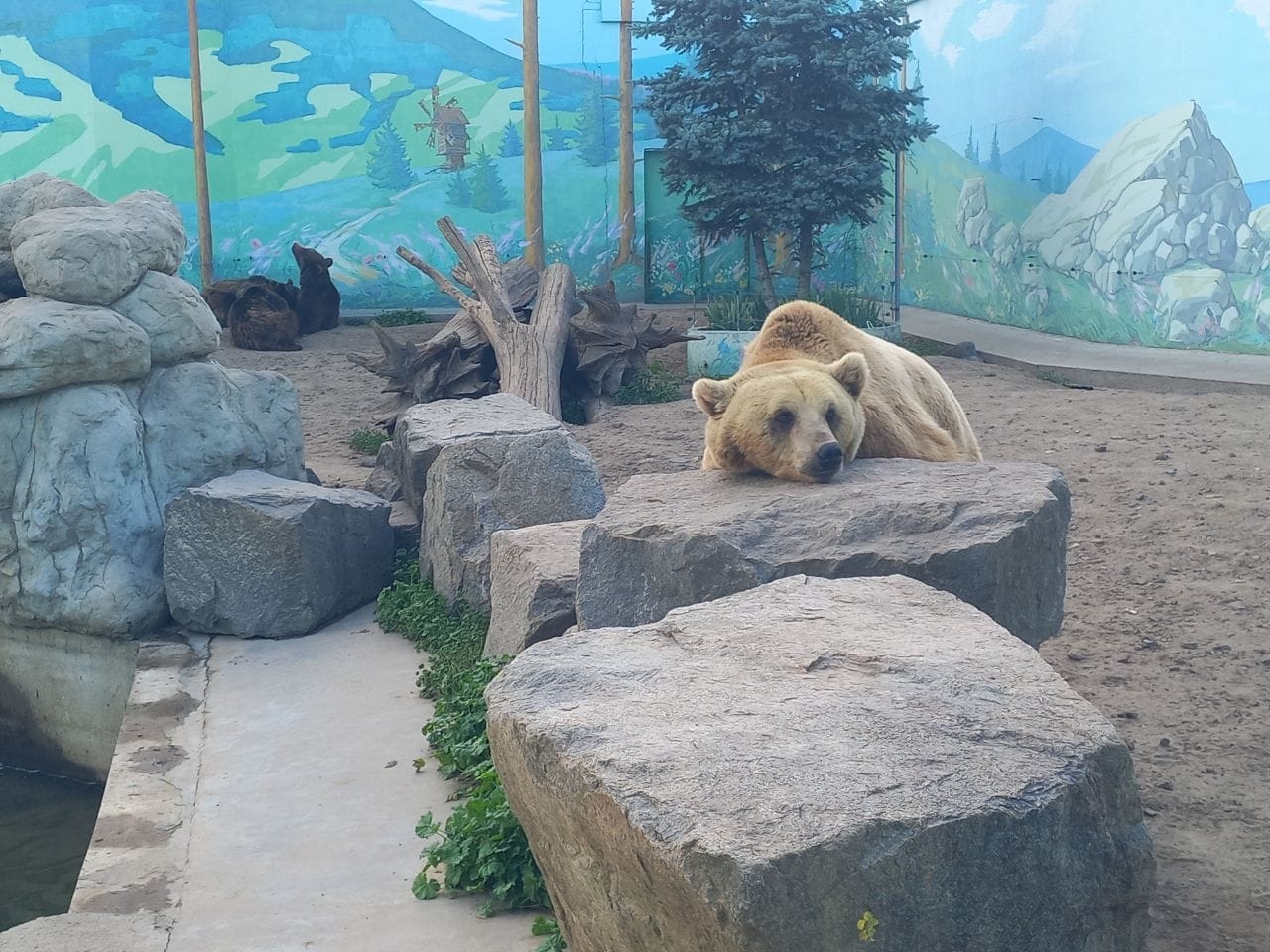 У вінницькому зоопарку розповіли, як рятують тваринок від аномальної спеки