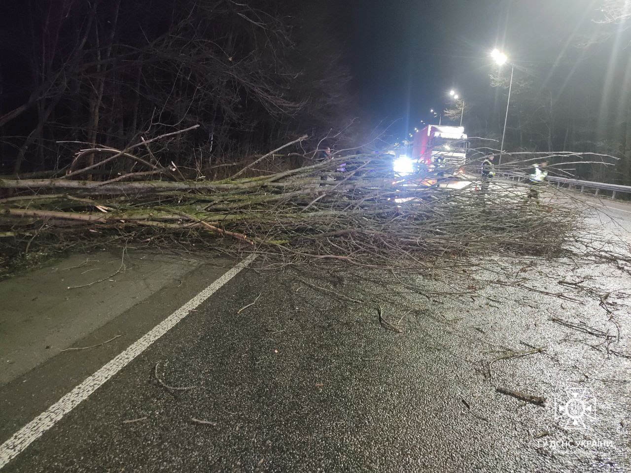 Вночі 25 грудня сильний вітер повалив дерева у Вінниці та області