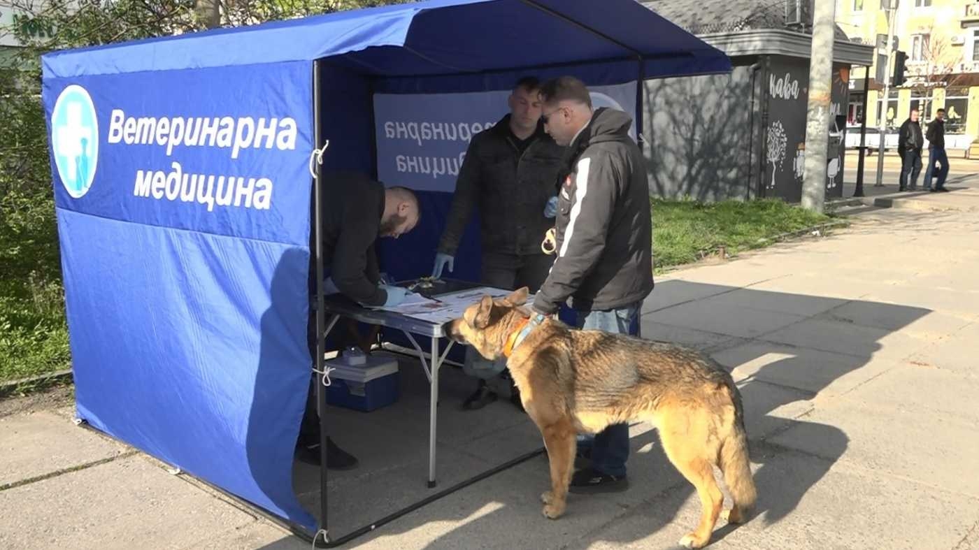 Майже 200 тварин за три години у Вінниці стартував «марафон» безкоштовних щеплень для собак і котів