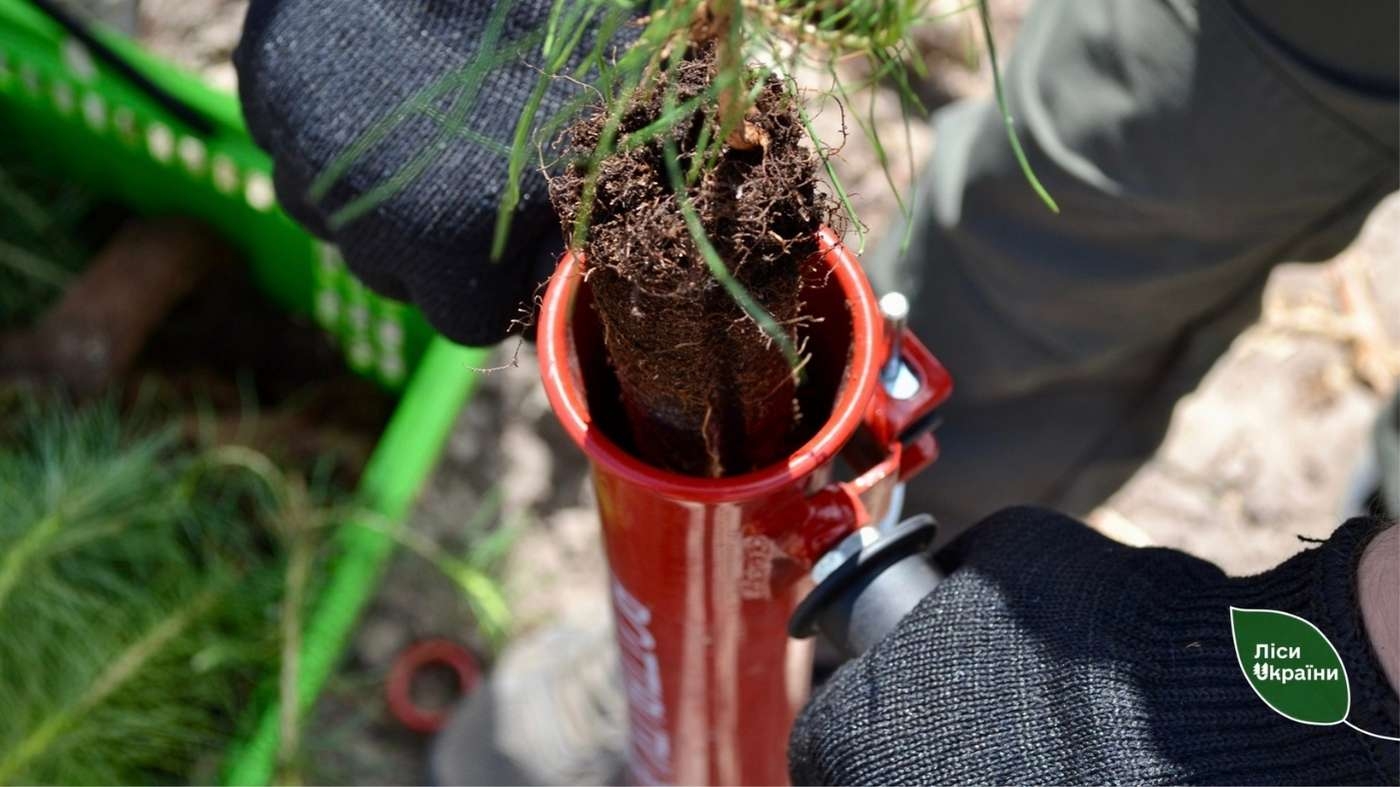 На Вінниччині цьогоріч відновлюватимуть ліс на понад 550 гектарах