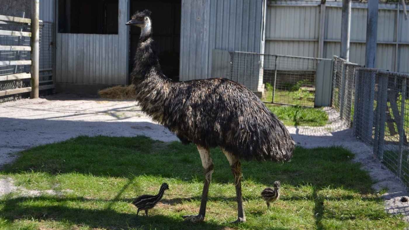 Поповнення у Подільському зоопарку: вперше в історії закладу вилупилися пташенята Ему