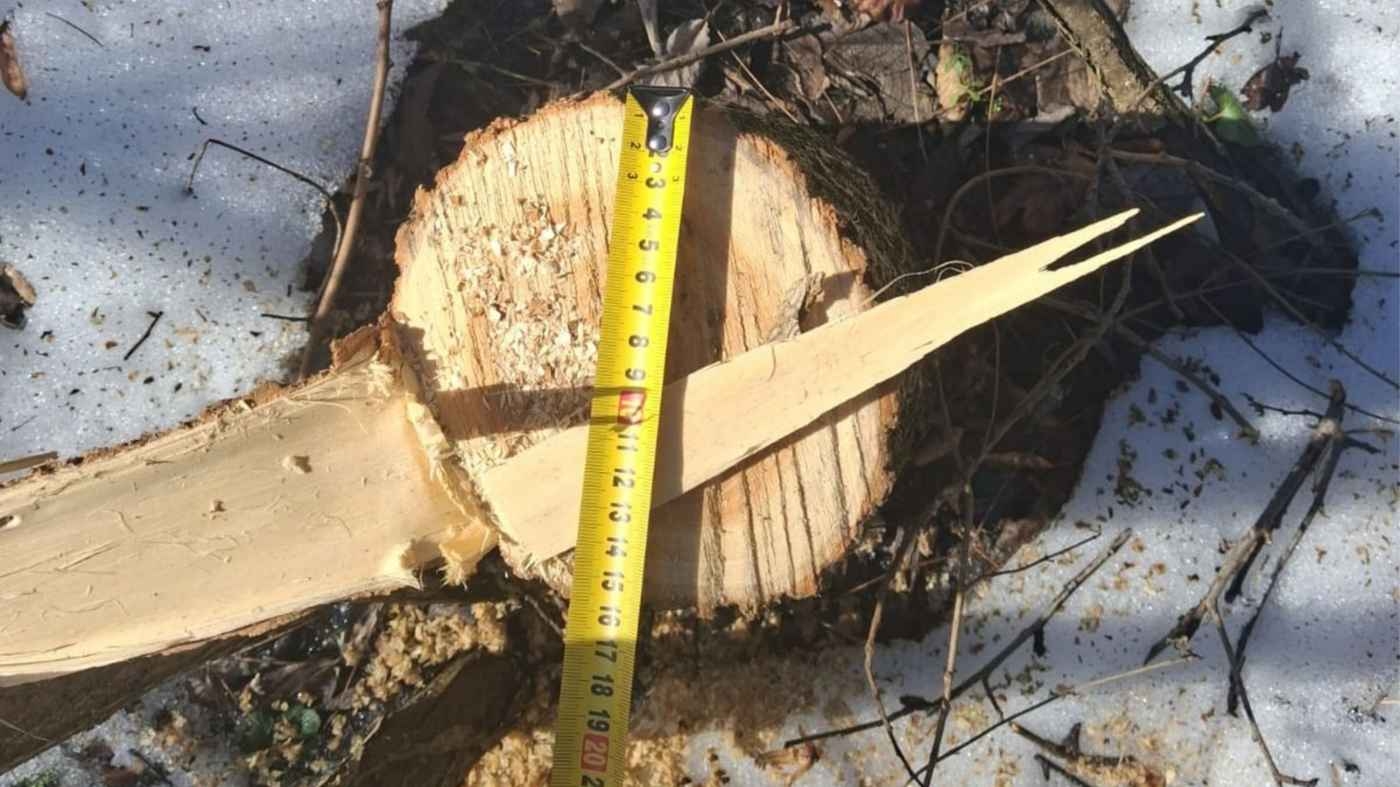 У Вінницькому районі затримали “чорного лісоруба”, який зрізав 62 акації