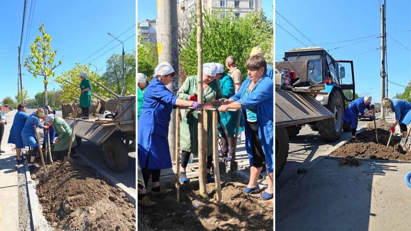 Зелений щит від спеки: на вулицях Вінниці з’явилися сотні нових дерев