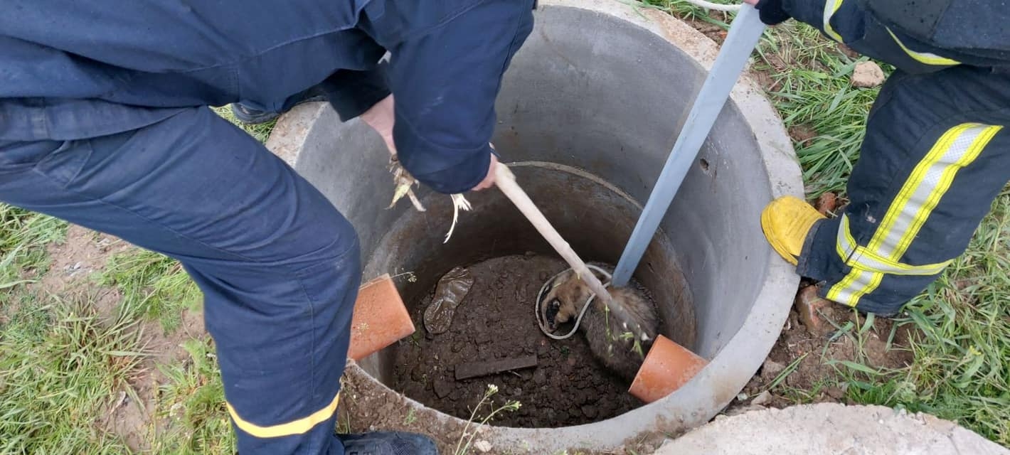 У Вінниці рятувальники витягли із колодязя двох борсуків