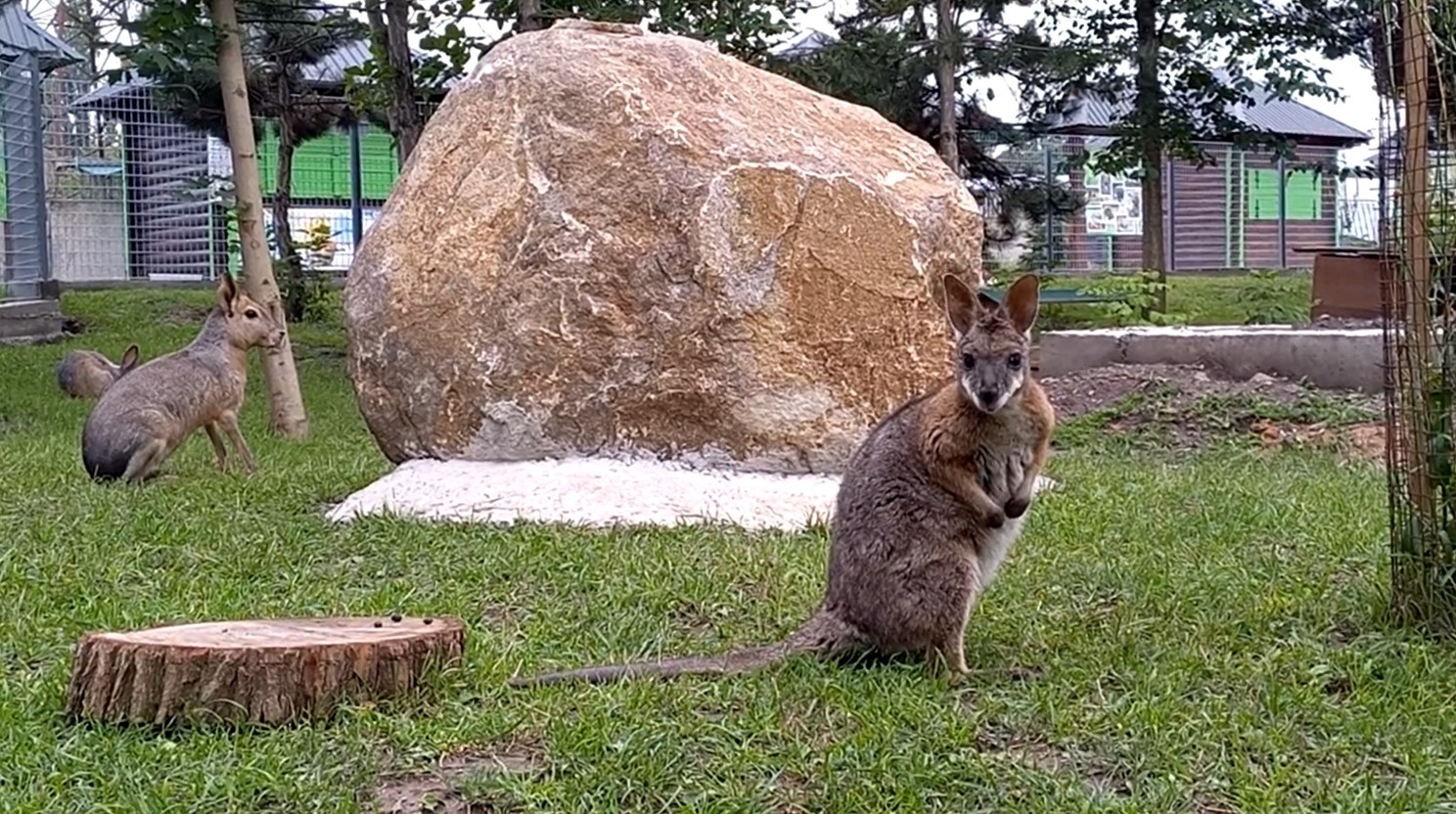 Як обживаються дрібні кенгуру в Подільскому зоопарку у Вінниці