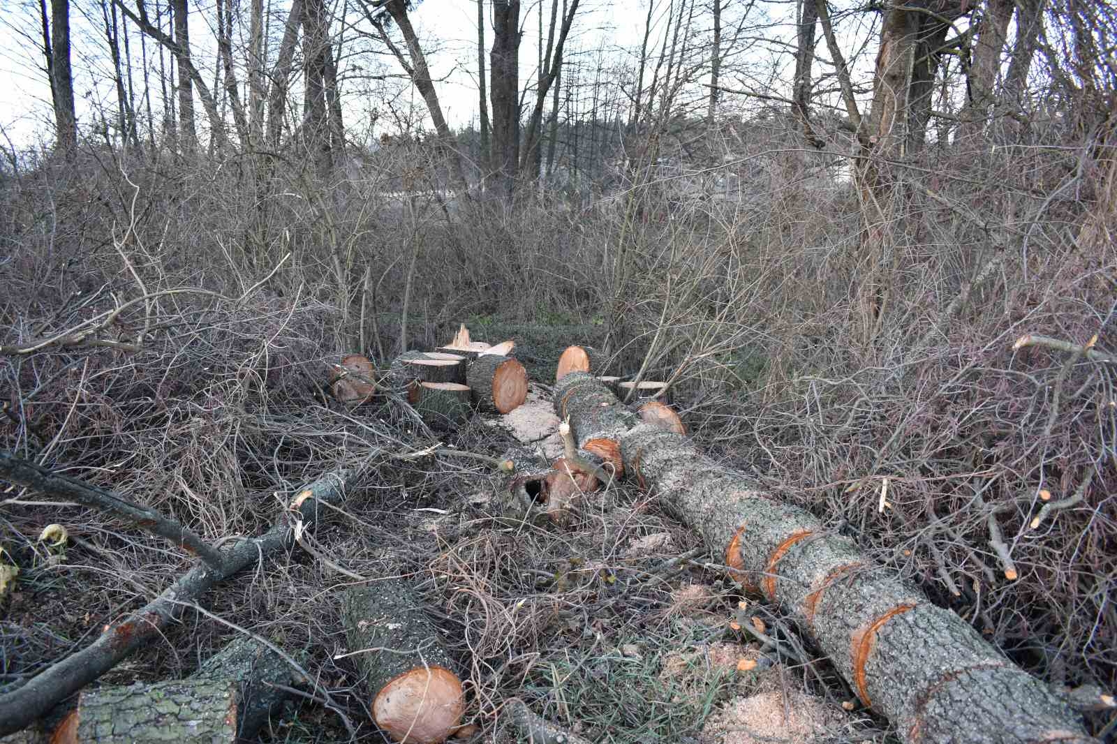 Житель Вінниччини сплатить понад 15 тис. грн штрафу за вирубані дерева