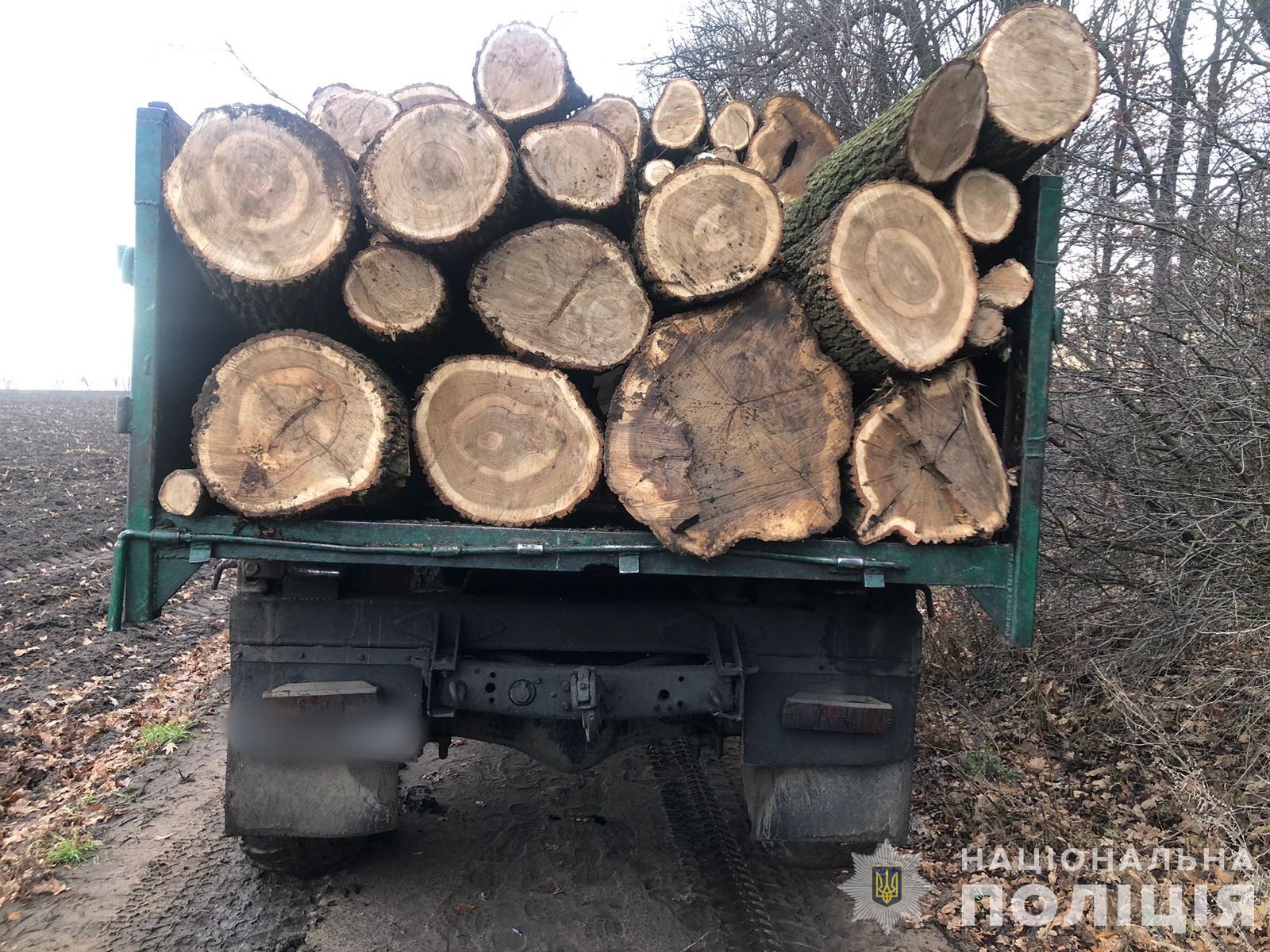 Незаконно вирубали дерев на 1,5 млн грн: на Вінниччині судитимуть злочинну групу