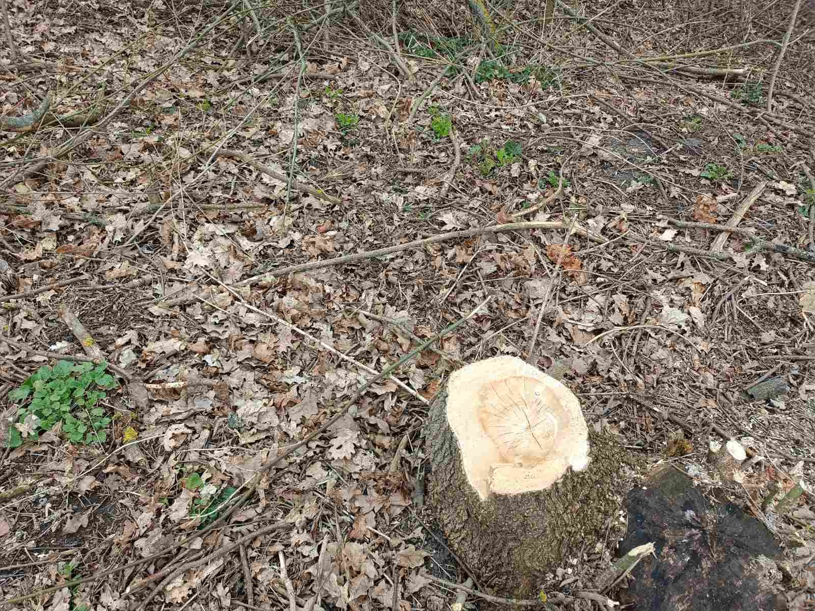 На Гайсинщині незаконно вирубали дерев на понад 125 тисяч гривень