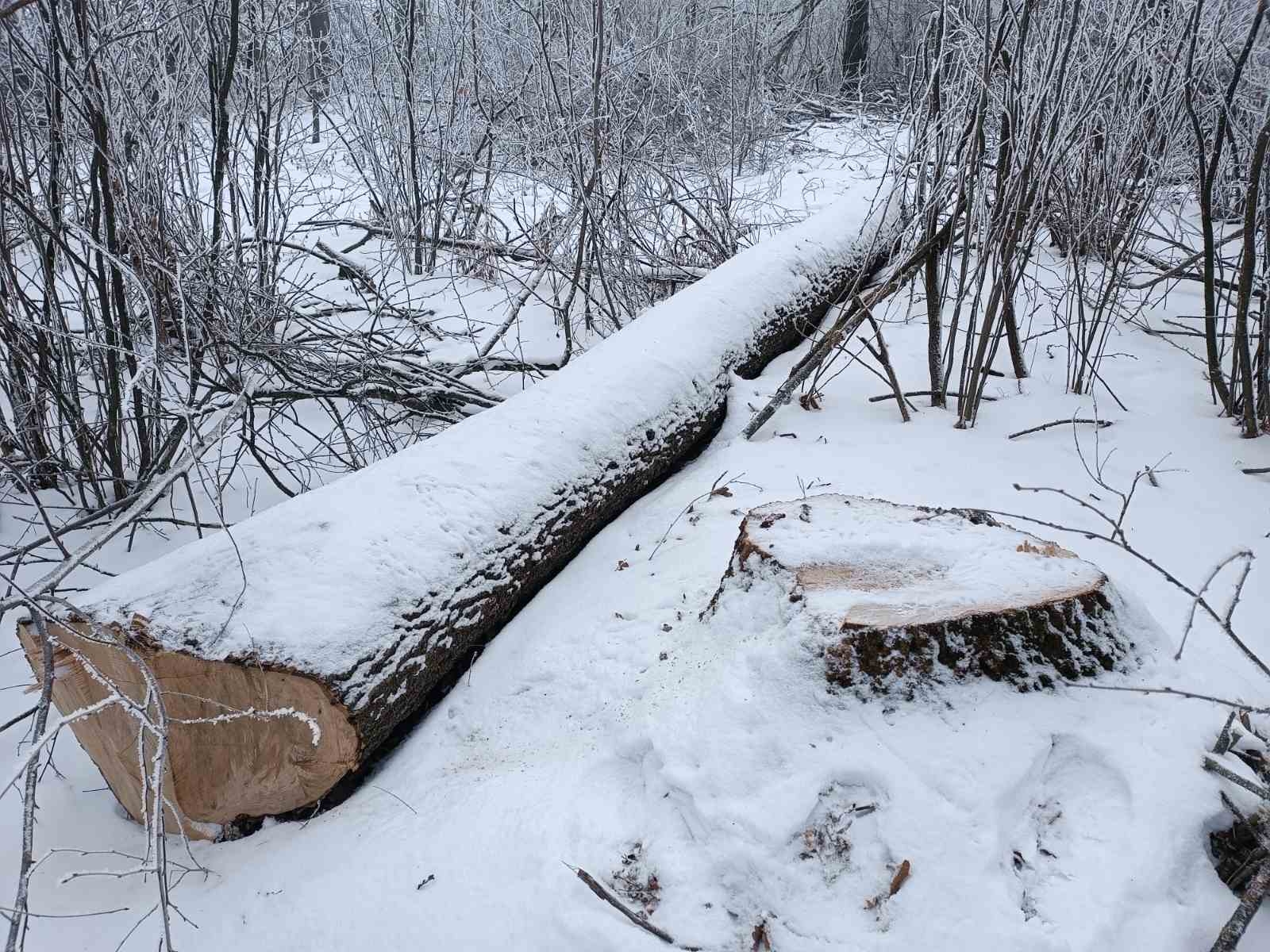 Поблизу Іллінців незаконно вирубали дерев на понад 1,6 млн грн