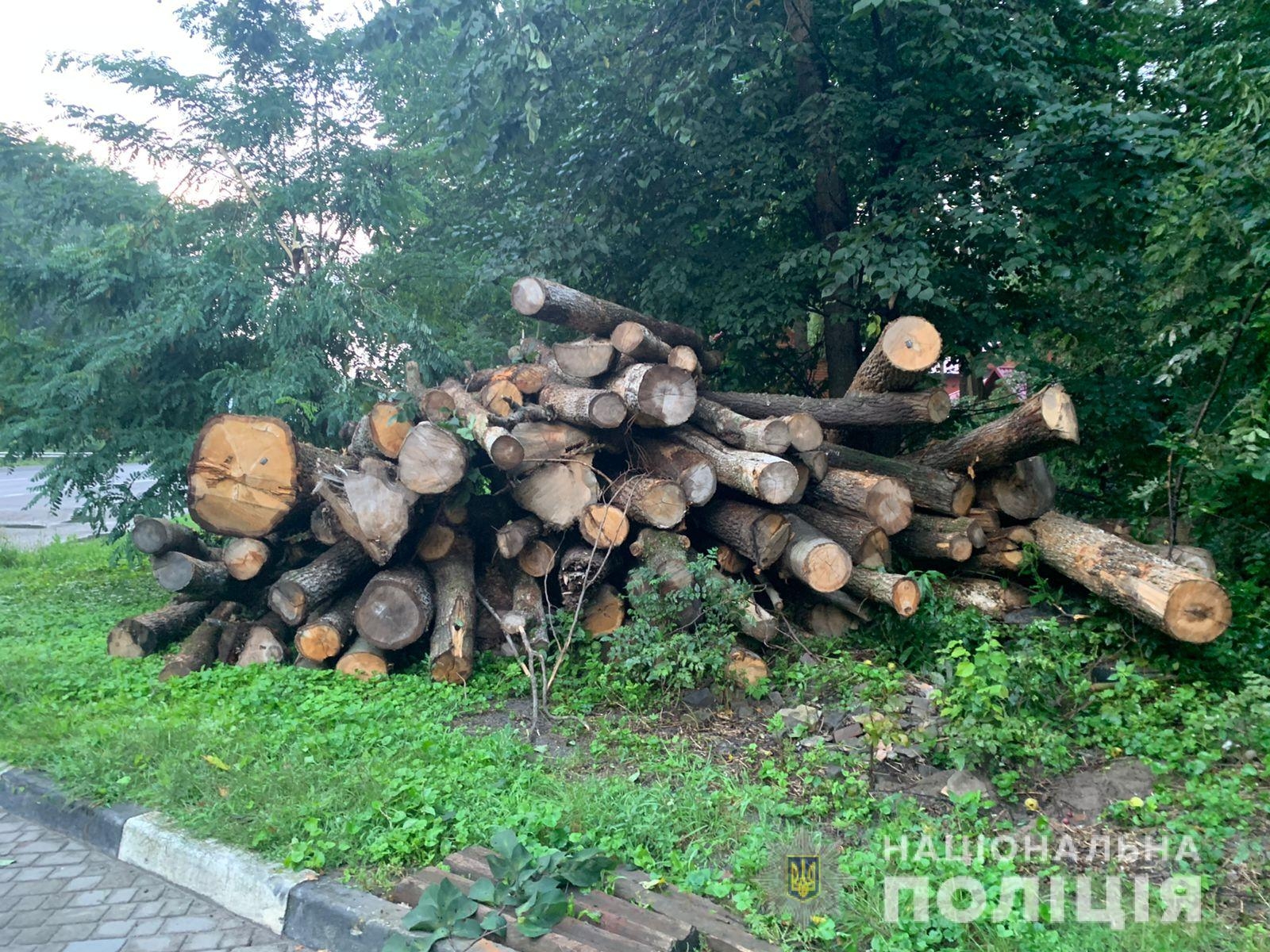 Поліцейські викрили водія, який незаконно перевозив деревину