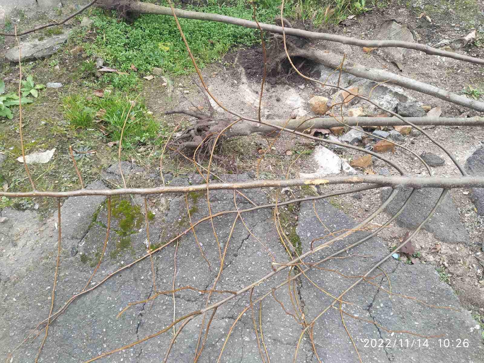 У Вінниці жінка повиривала дерева, які посадили комунальники