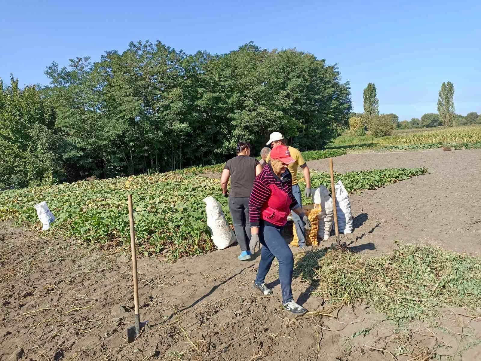 Тростянецька громада виростила понад тонну картоплі для ЗСУ