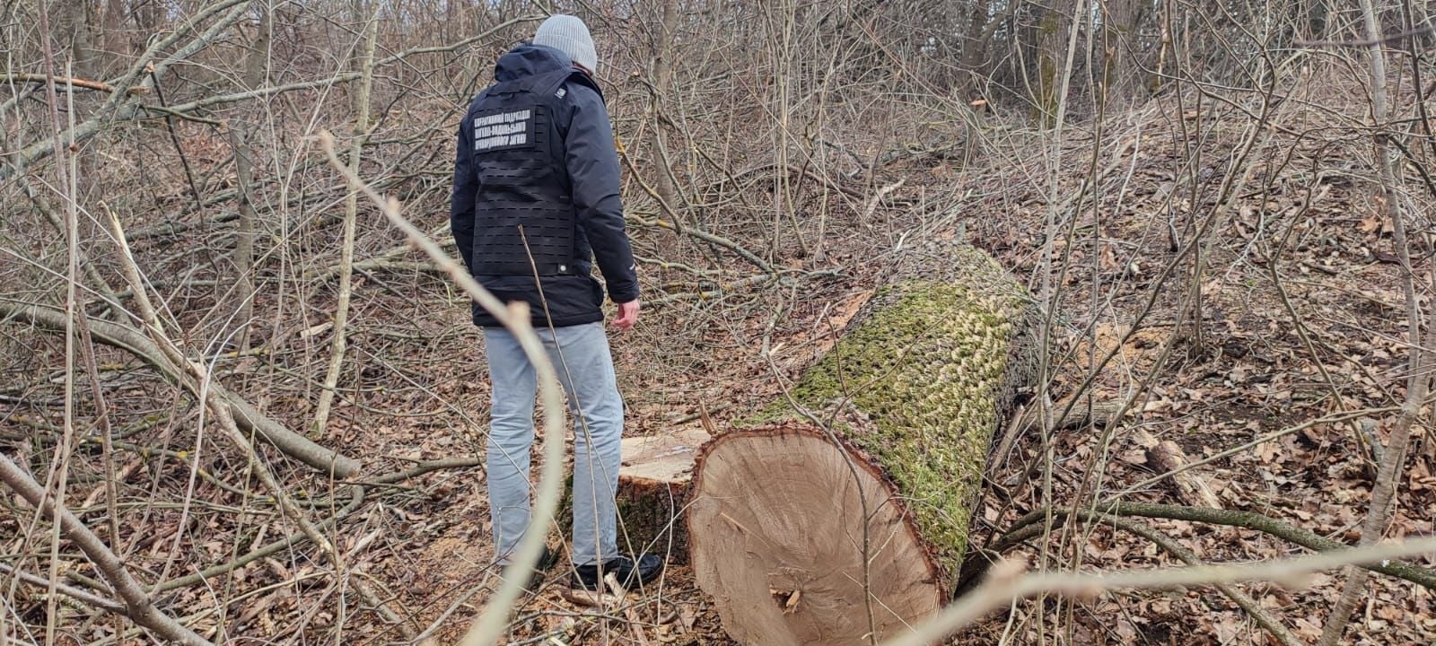 Могилів-Подільські прикордонники виявили незаконну вирубку дерев