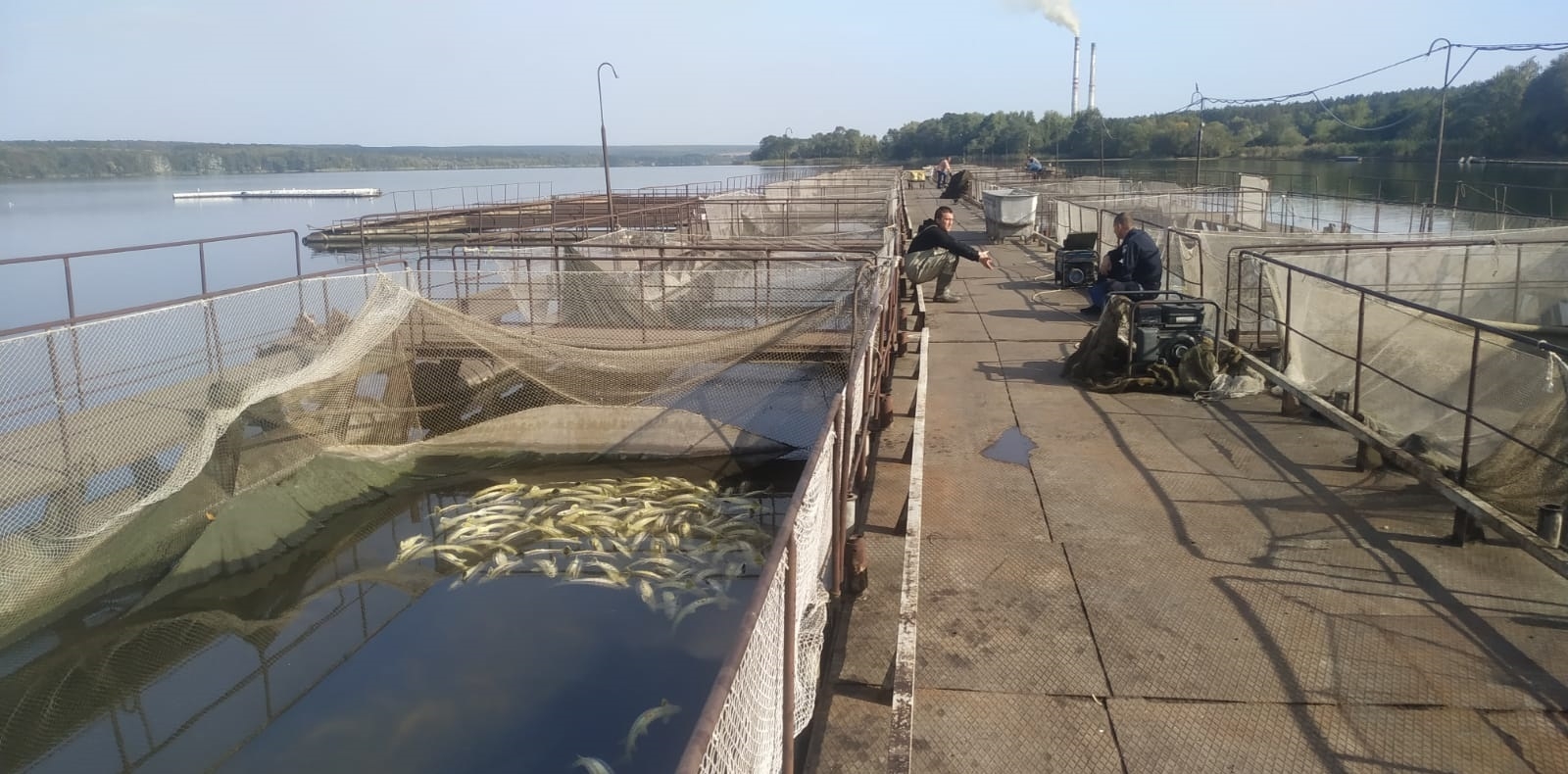 На Вінниччині загинула ціла ферма червонокнижної риби - 9 тонн осетра і білуги
