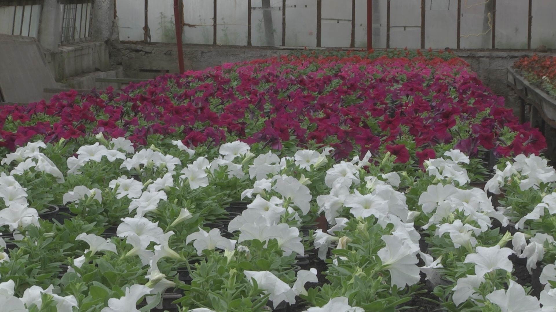 Цьогоріч у Вінниці планують висадити 150 тисяч рослин