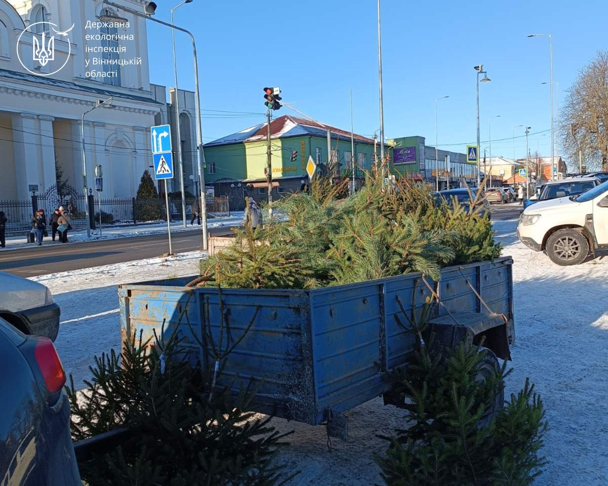 У Немирові виявили незаконний продаж новорічних ялинок