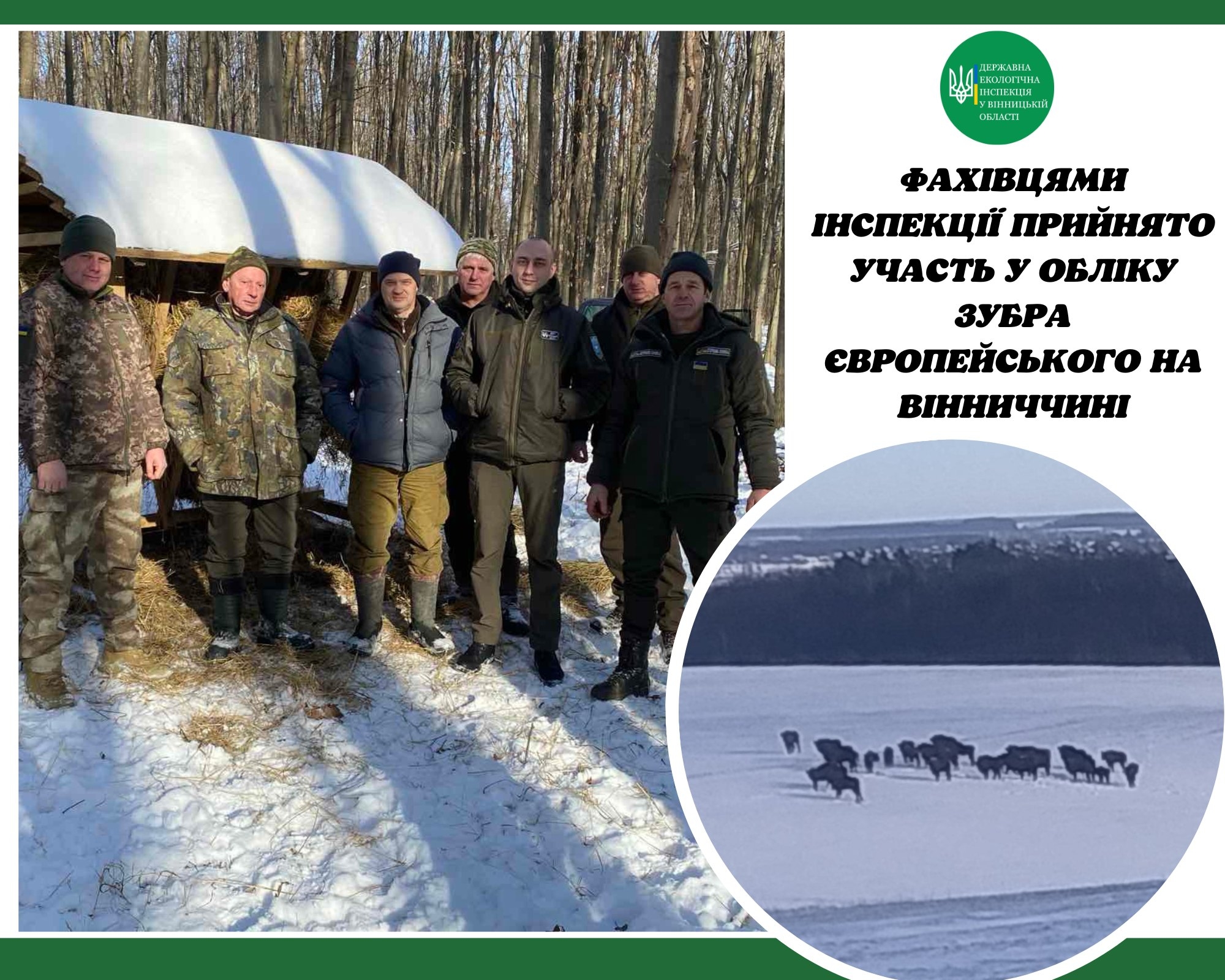 У вінницьких мисливських угіддях побільшало зубрів