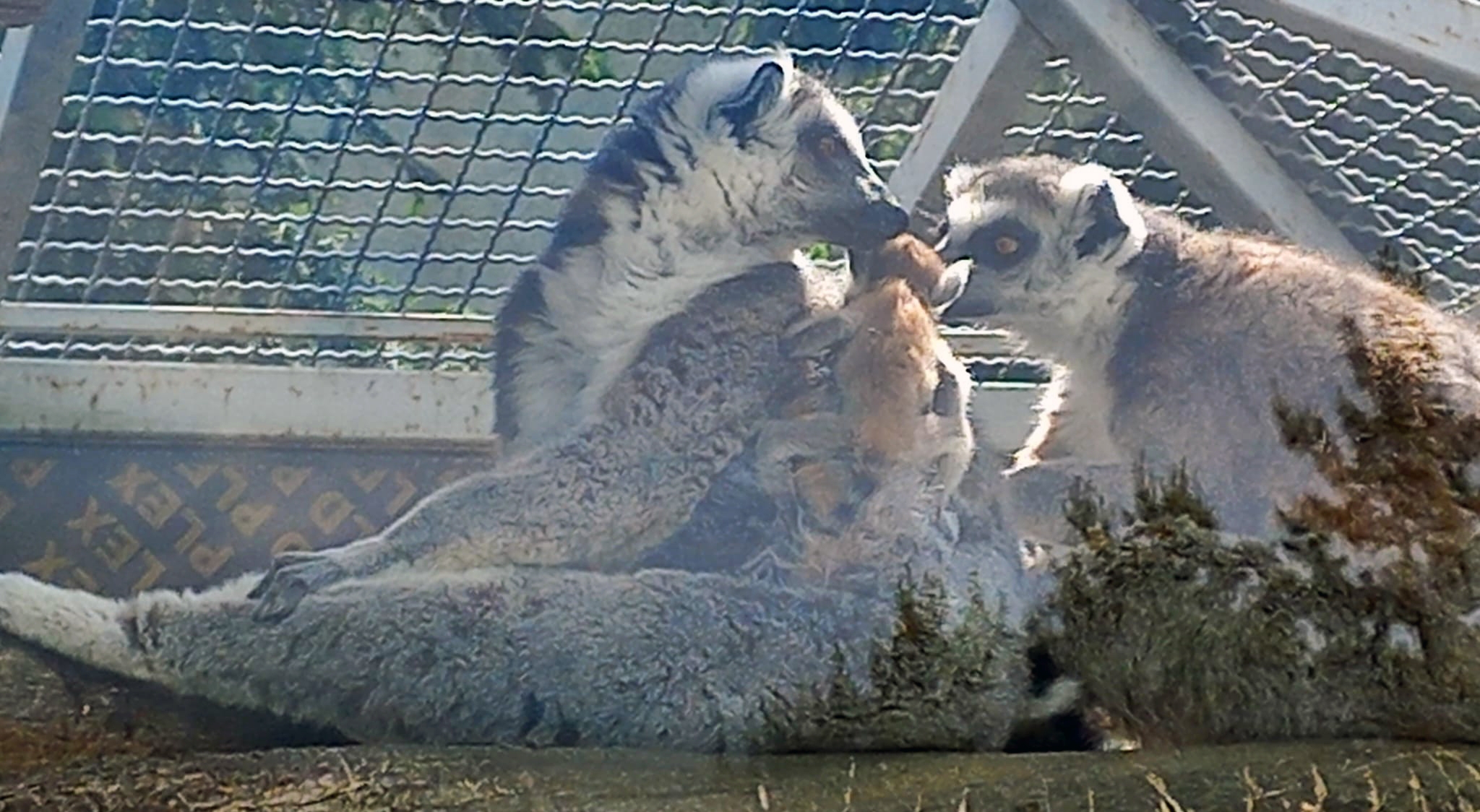 У Вінниці в Подільському зоопарку - перше поповнення у родині лемурів