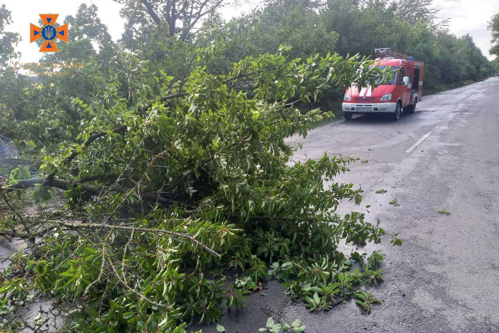 У Гайсинському районі повалене вітром дерево перегородило дорогу