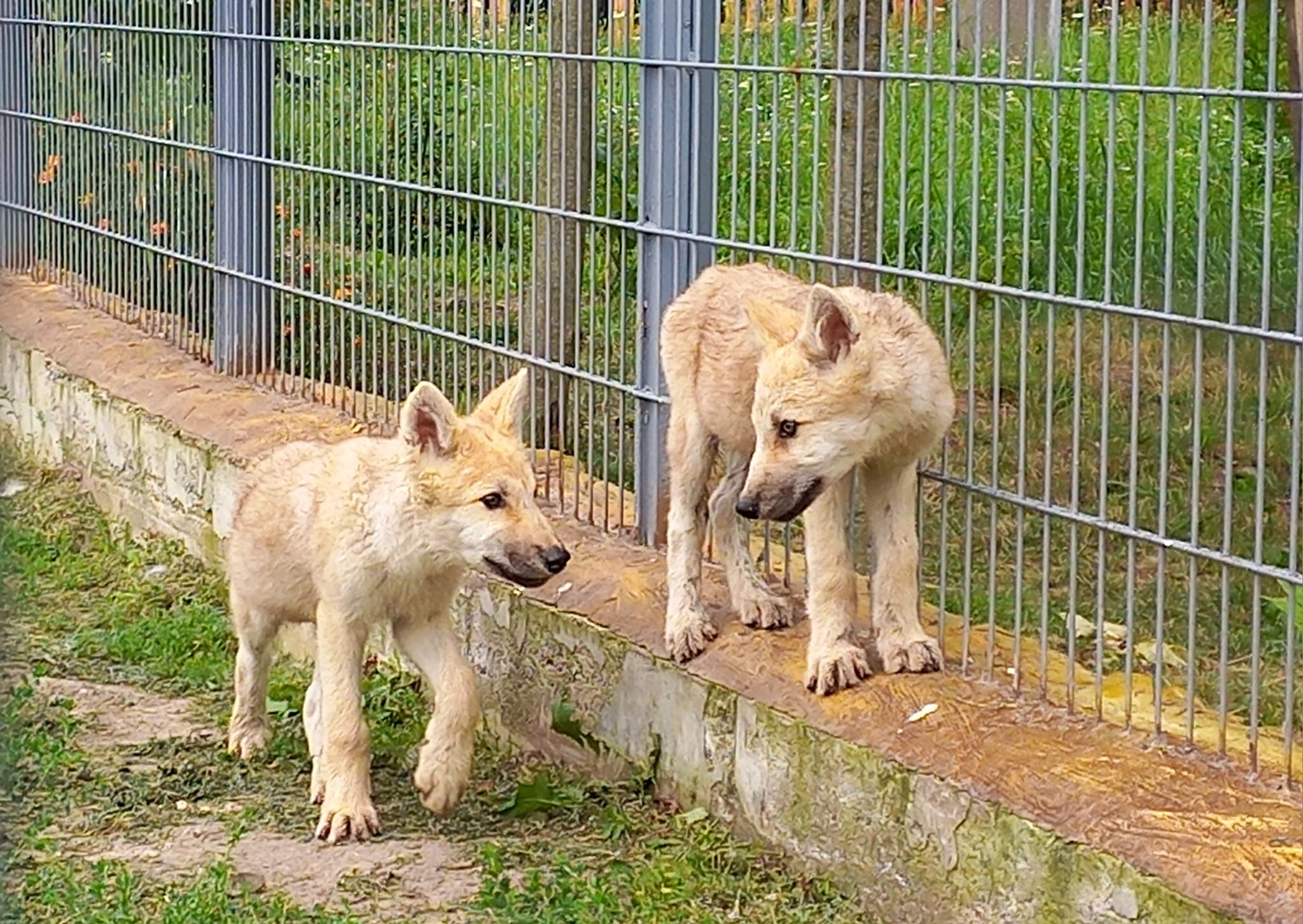 Полярні вовченята у вінницькому зоопарку тепер живуть у відкритому вольєрі