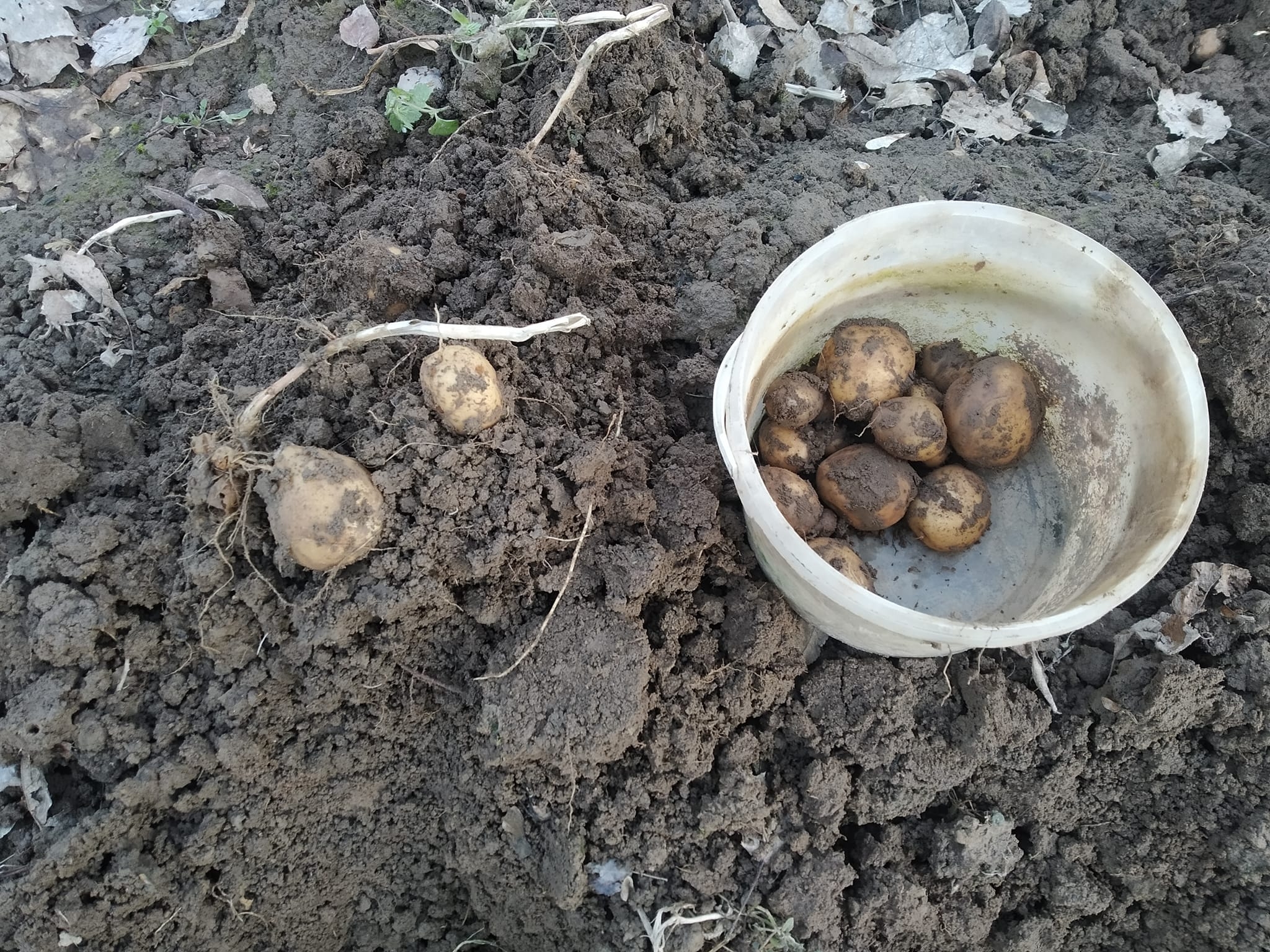 Дивовижа: як вінничанин зібрав врожай молодої картоплі на Новий рік