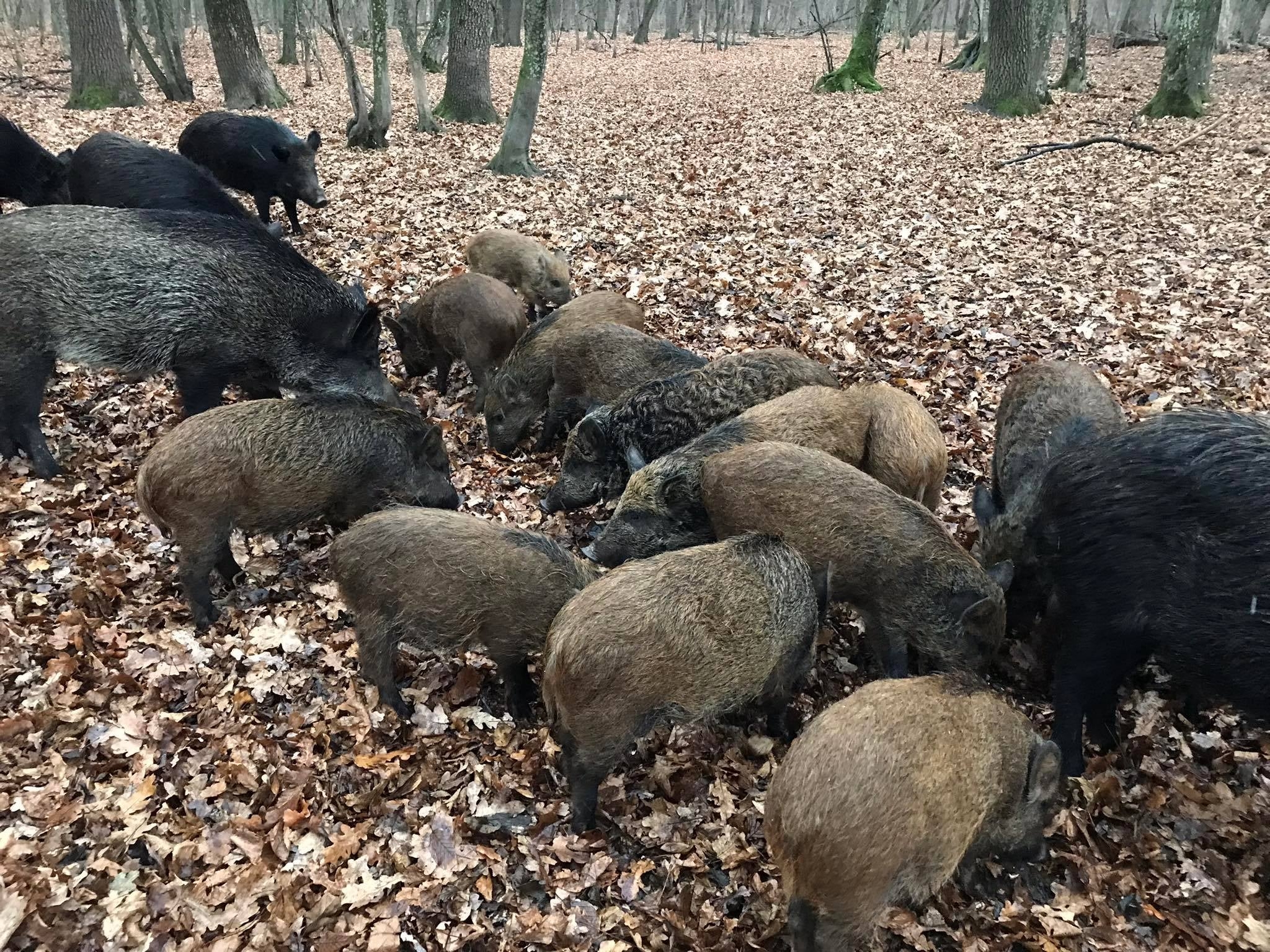 Лісівники Вінниччини почали рахувати диких тварин