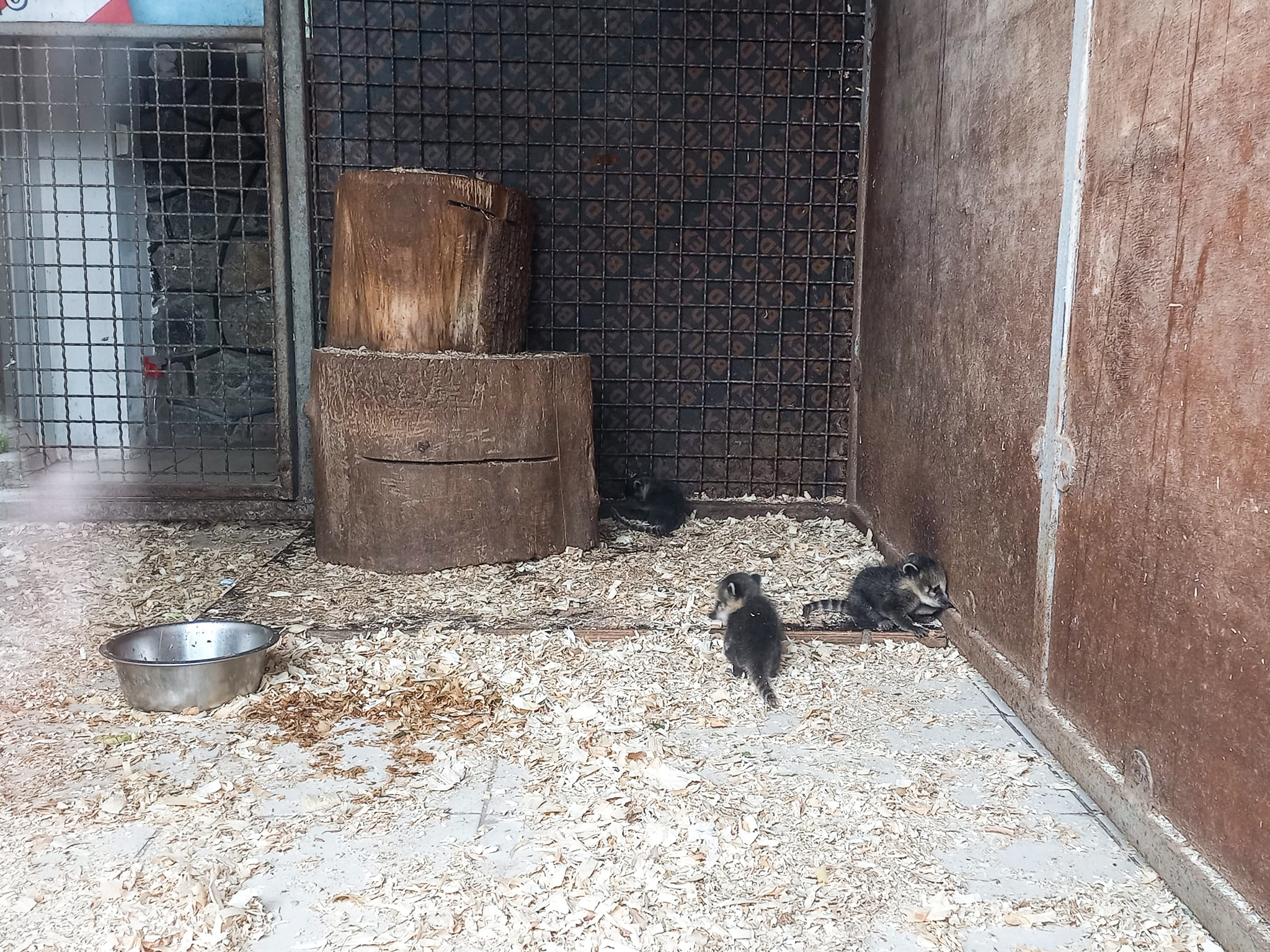 У Подільському зоопарку у Вінниці вперше народились малюки у носух
