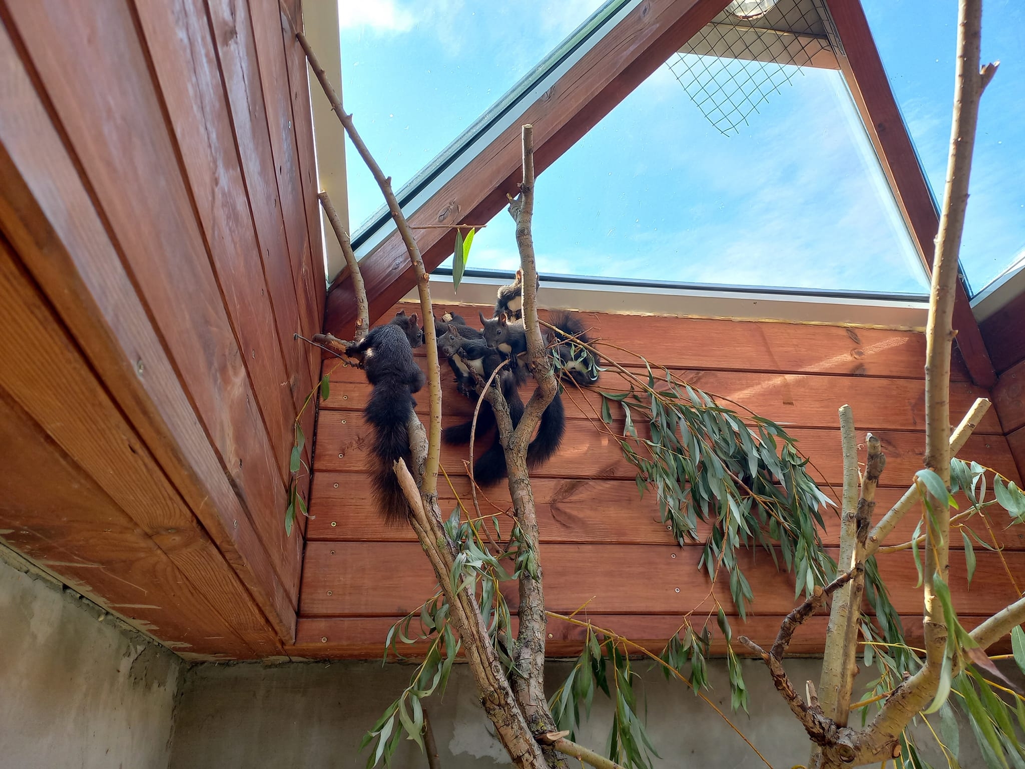 Вінценосні журавлі та чорні білки: вінницький зоопарк прихистив евакуйованих тваринок