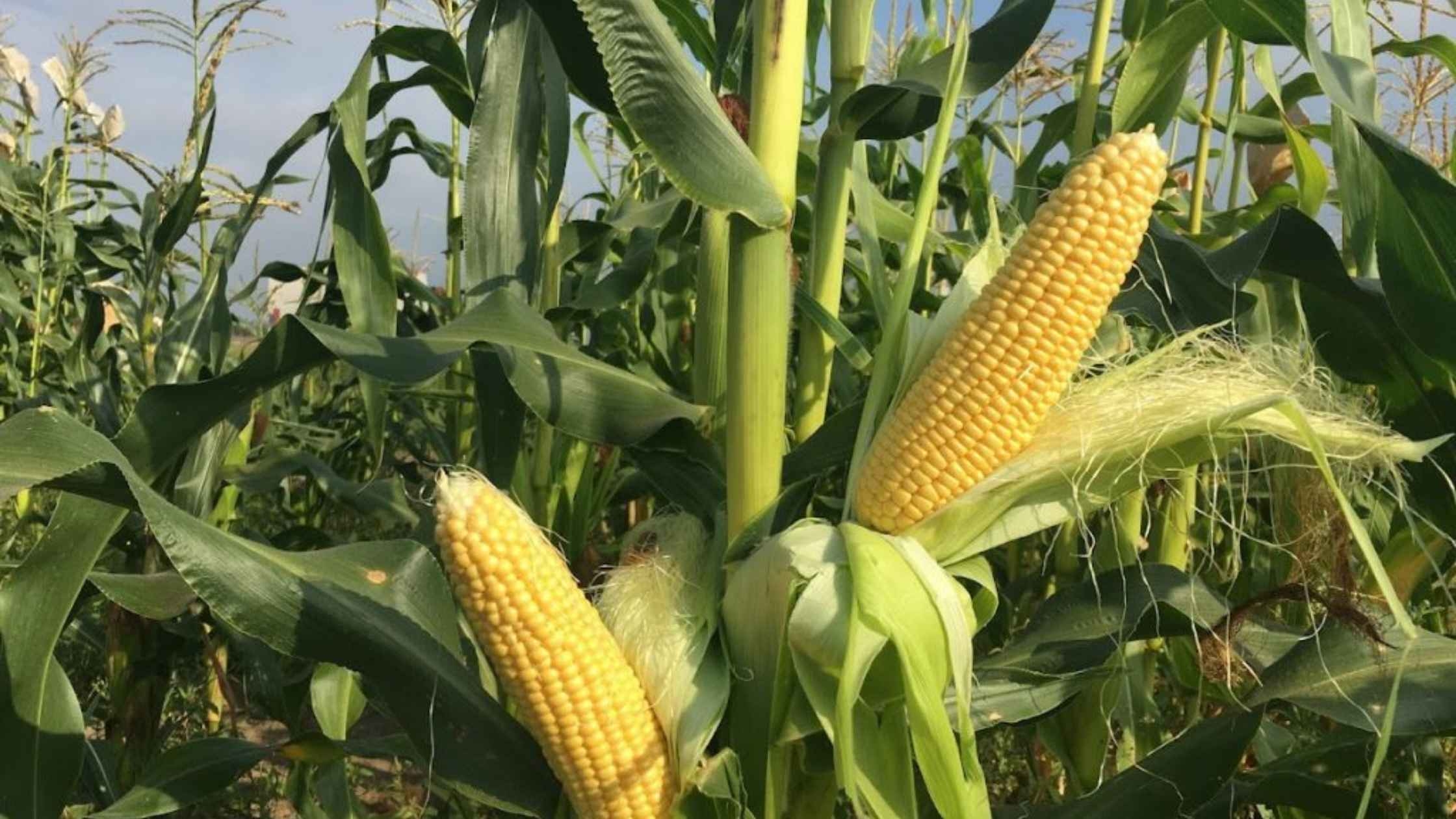 Ель із солодкої кукурудзи створив вінницький селекціонер