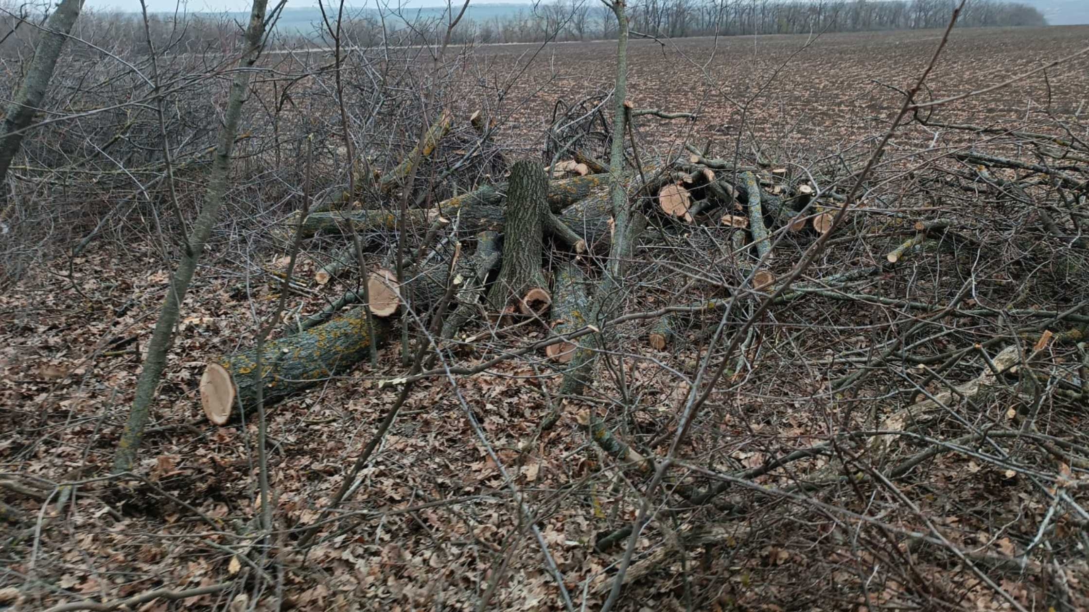 На Вінниччині браконьєри вирубали дерев у полезахисній лісовій смузі на 620 тисяч гривень