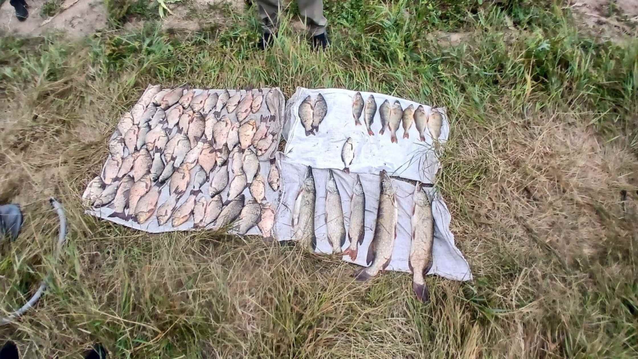 На Вінниччині рибалок-браконьєрів спіймали з чотирма сітками й незаконним уловом
