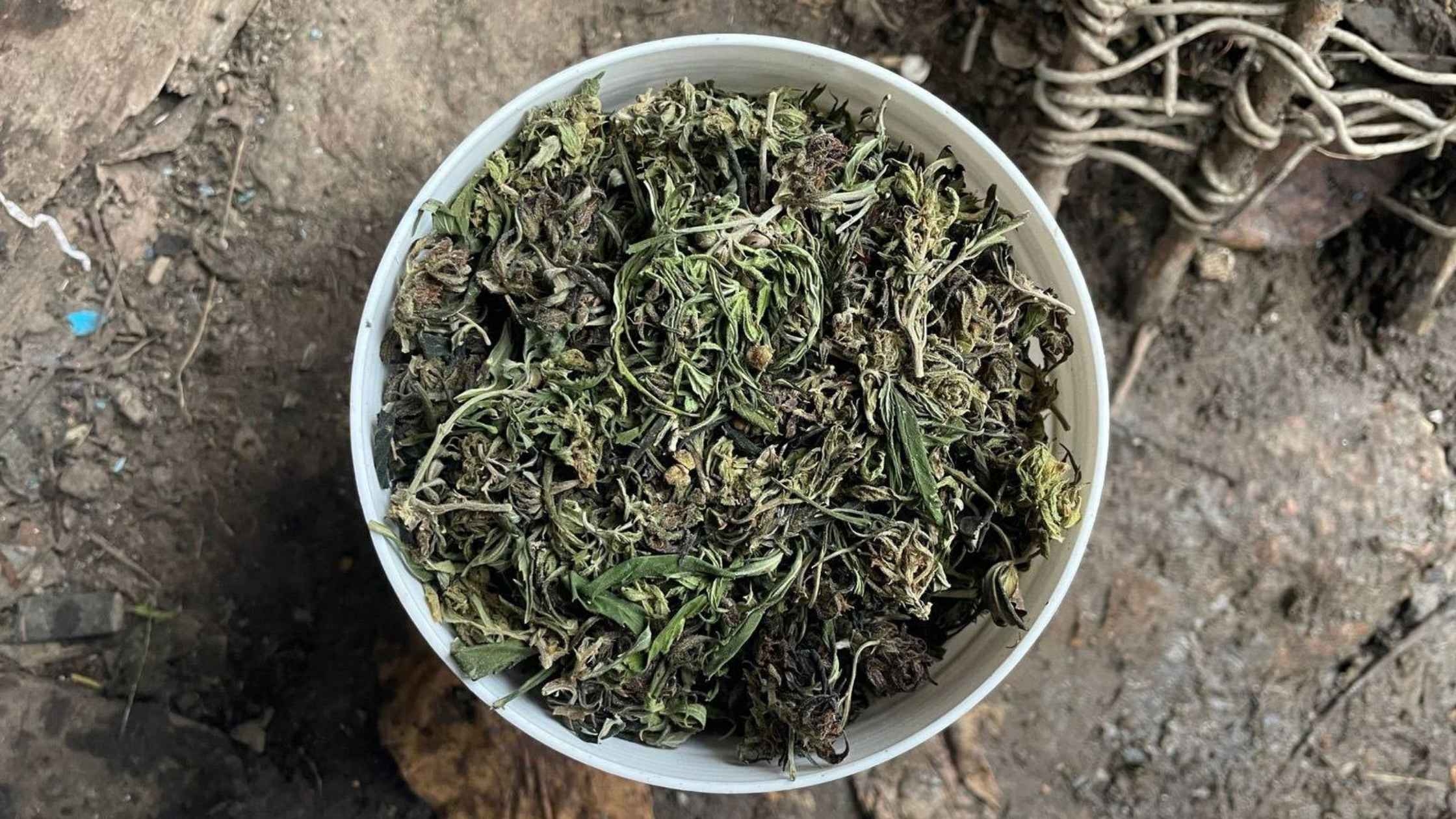 На Вінниччині у чоловіка вилучили коноплі, які він зберігав для власного споживання