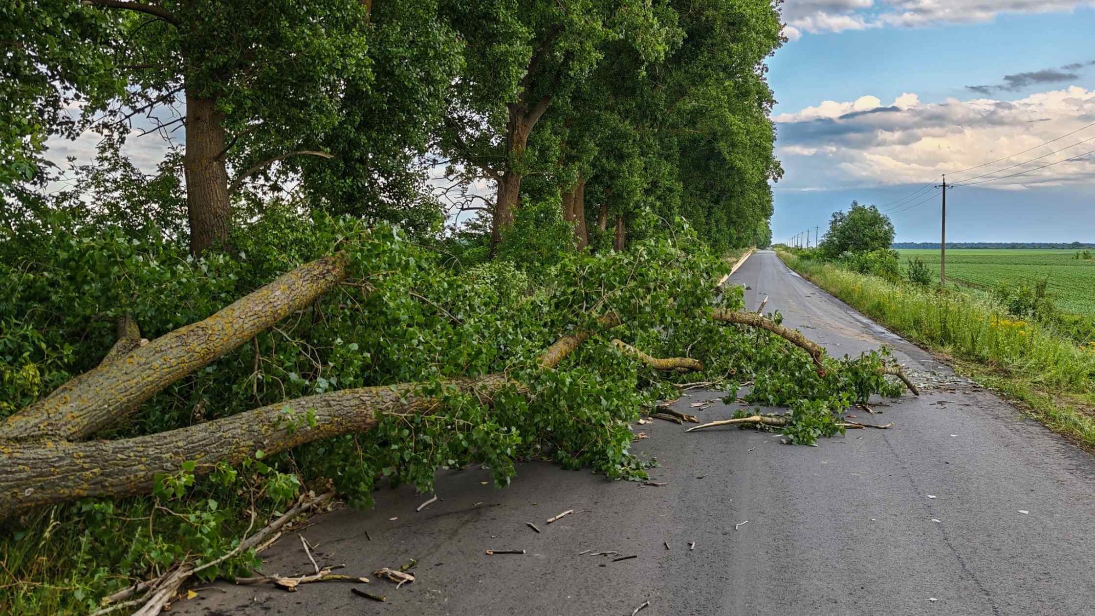 На Вінниччині вітер вночі валив дерева на дороги