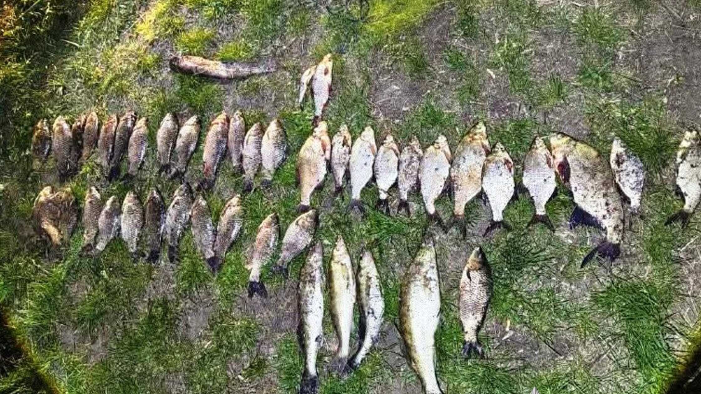На Вінниччині задокументували понад сотню фактів незаконного вилову риби