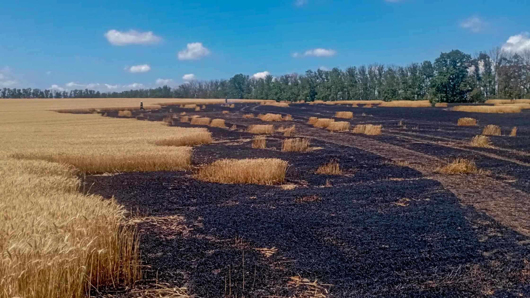 На Вінниччині згоріло два гектари пшеничного поля