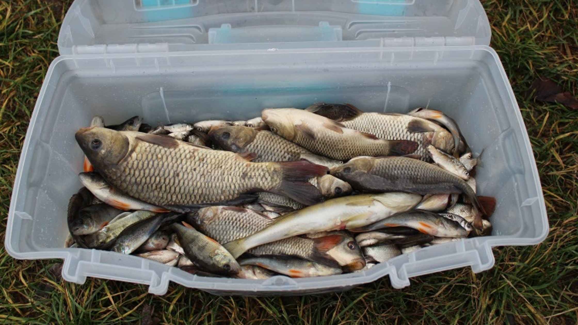 Судак, короп, карась: понад одну тонну зарибку запустили у спиртзаводський ставок у Калинівці. Про це 26 листопада інформує Калинівська міськрада. Пиківський рибцех активно підтримує ініціативу зі створення умов для риболовлі для ветеранів українсько-російської війни. Адже риболовля є ефективним методом реабілітації військових, який допомагає відновити сили, зняти стрес та повернути внутрішню рівновагу завдяки спокою природи, свіжому повітрю та концентрації на процесі, - йдеться у повідомленні. Такий вид терапії може допомогти військовим, які страждають від посттравматичного стресового розладу та тривоги, сприяючи їхньому психологічному та емоційному відновленню. Окрім цього Пиківський рибцех постійно надає рибу для харчоблока Калинівської центральної районної лікарні, де готують страви для військовослужбовців, які проходять курс лікування, а також для виготовлення рибних консервів для військовослужбовців.