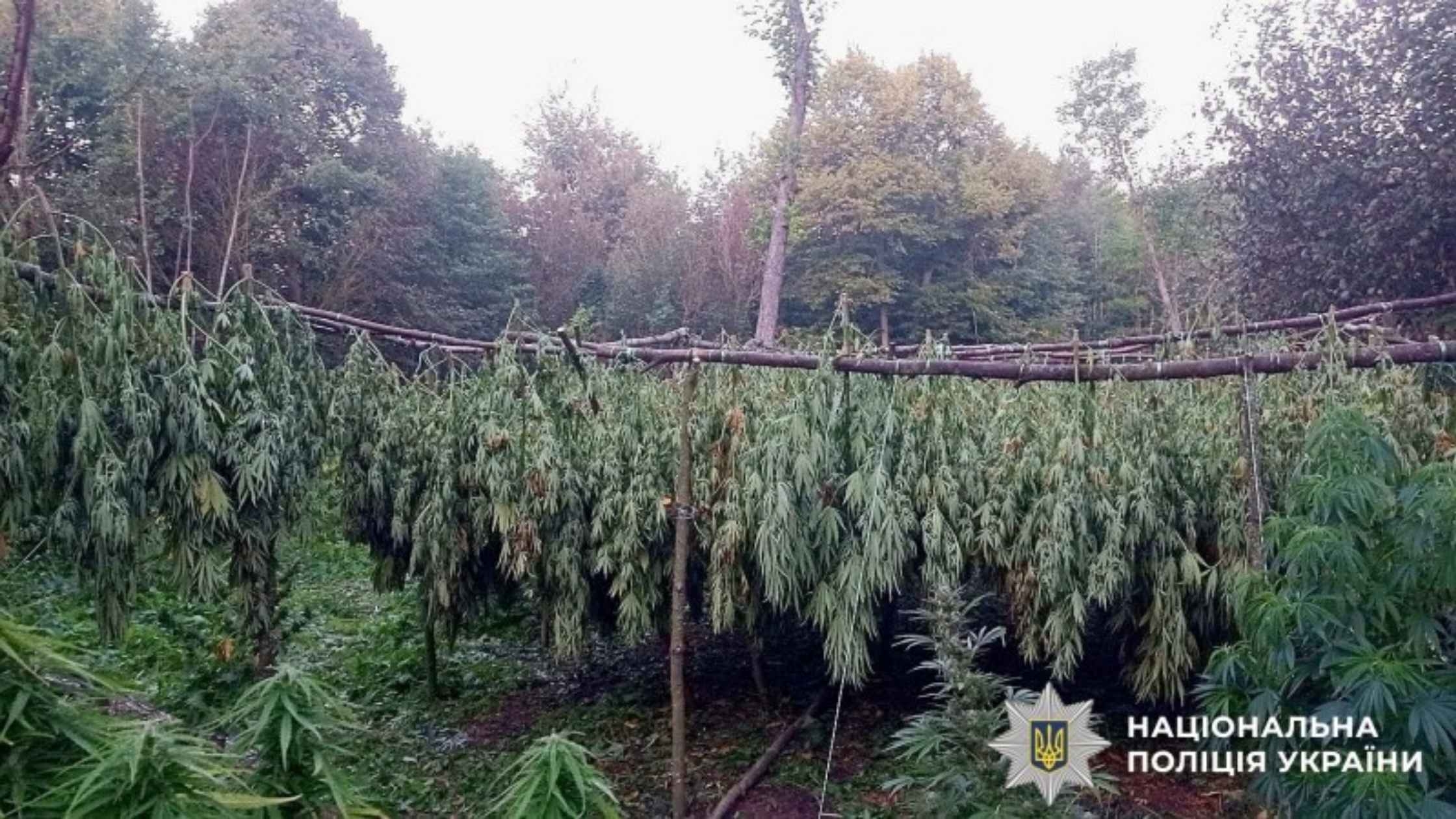 Саджали коноплі у промислових масштабах: на Вінниччині судитимуть наркоторгівців