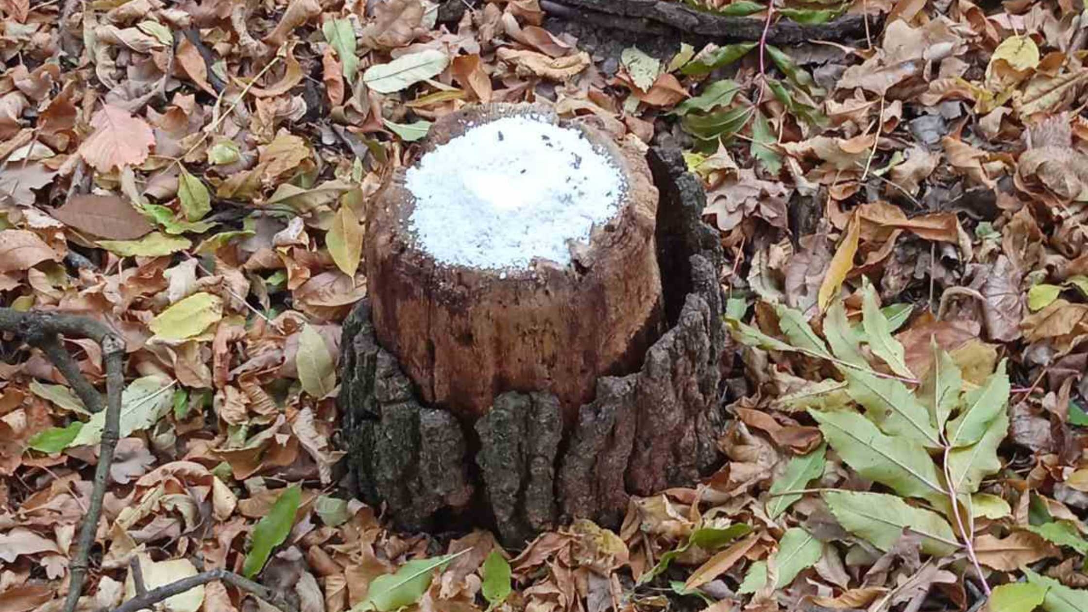 У лісах Вінниччини перевірили підгодівельні майданчики для диких тварин