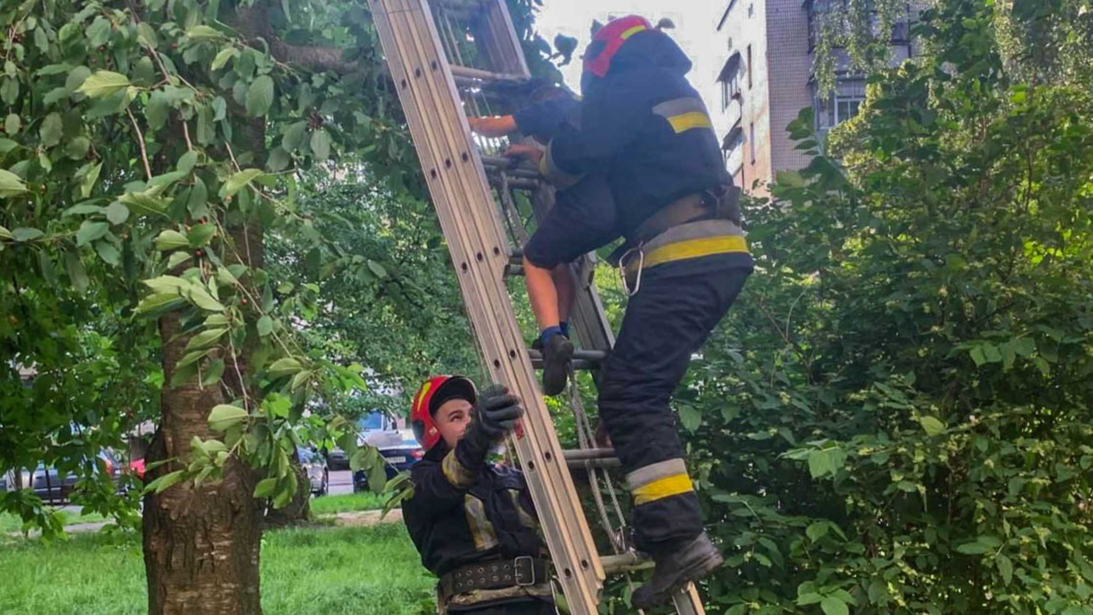 У Вінниці 7-річний хлопчик виліз на черешню і не зміг самостійно спуститися