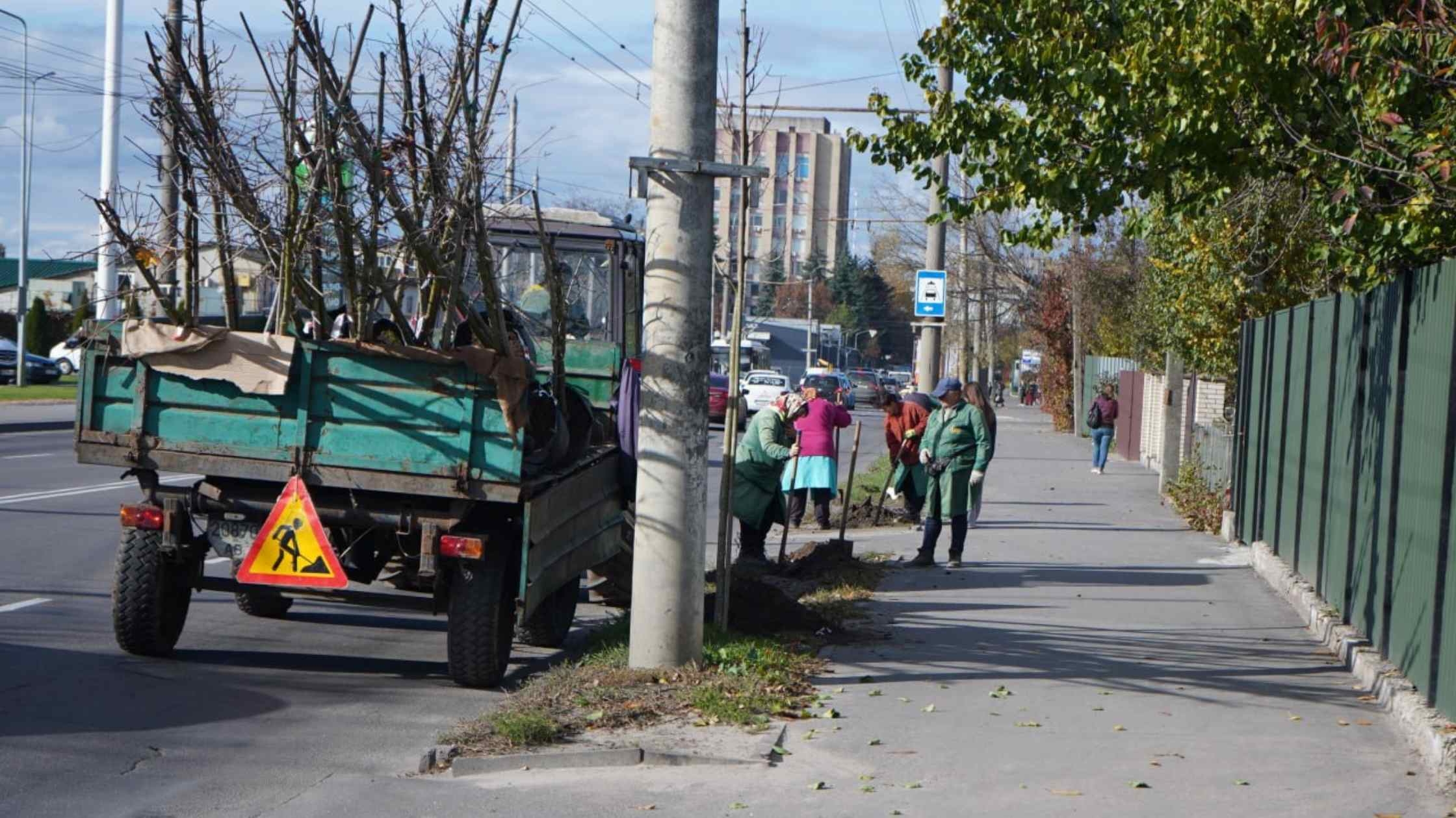 У Вінниці стартувала осіння висадка дерев та кущів - кленів, платанів, дубів і бірючини