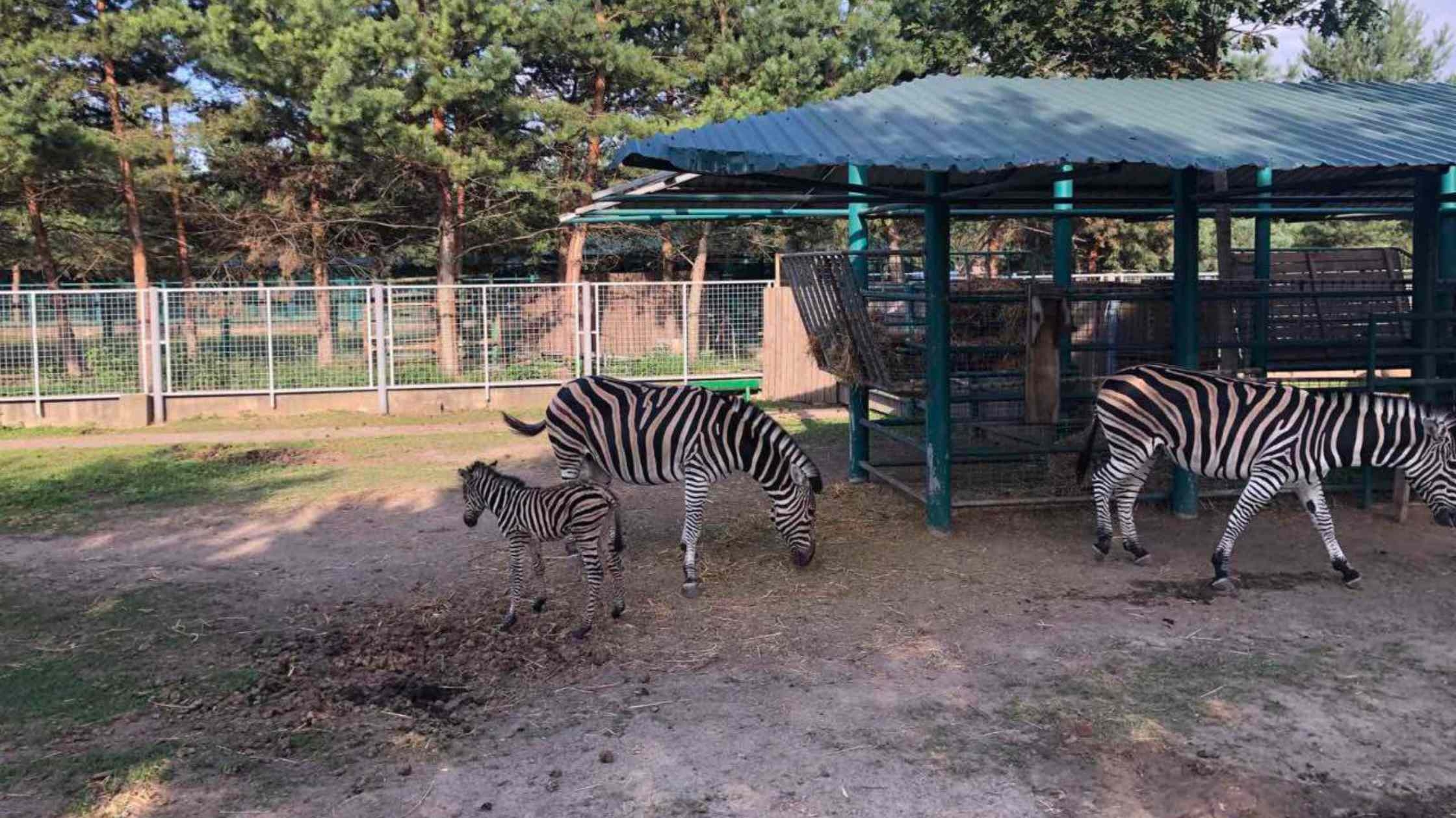 У Вінниці в «Подільському зоопарку» народилося дитинча зебри